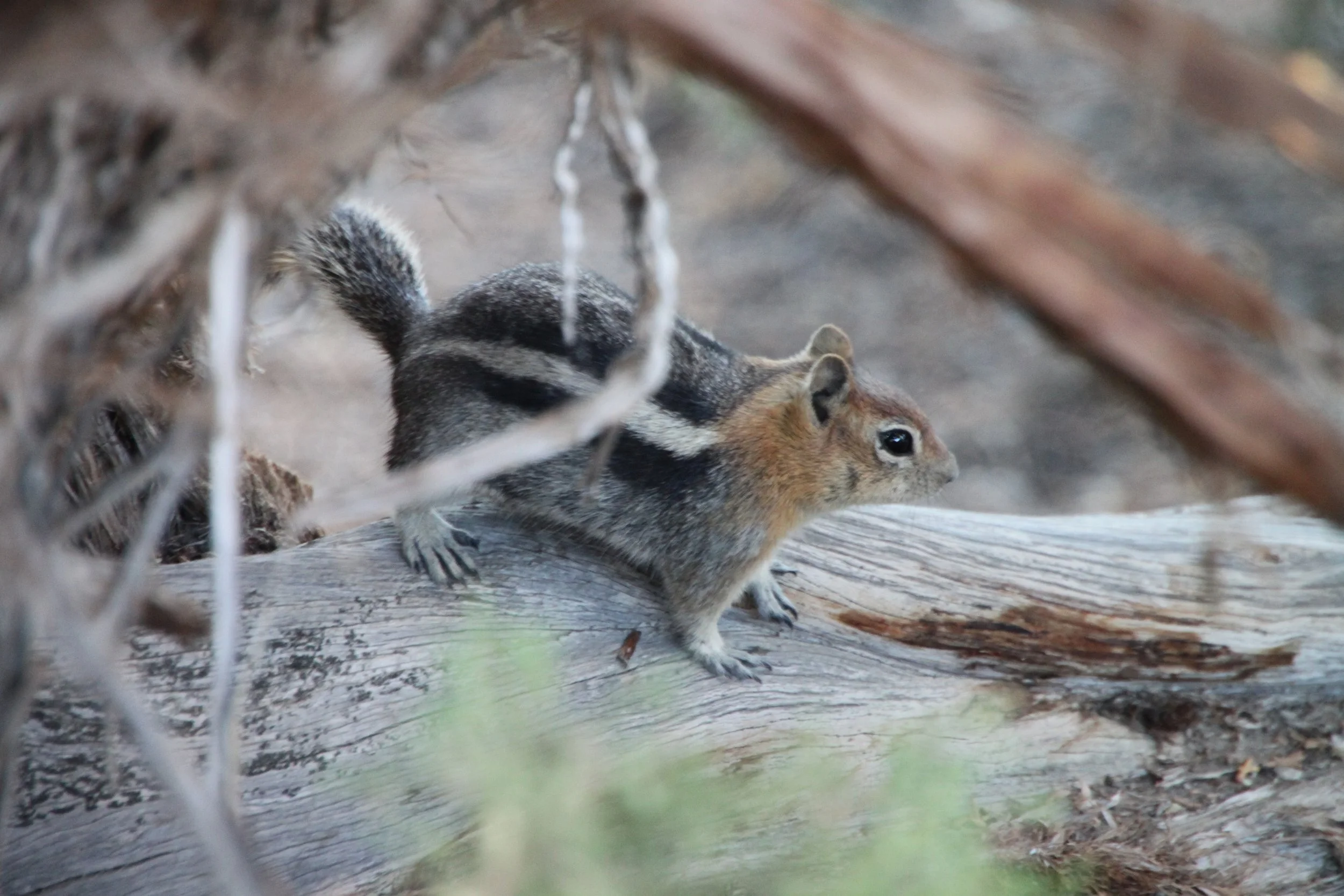 golden-mantled  squirrel01.jpg