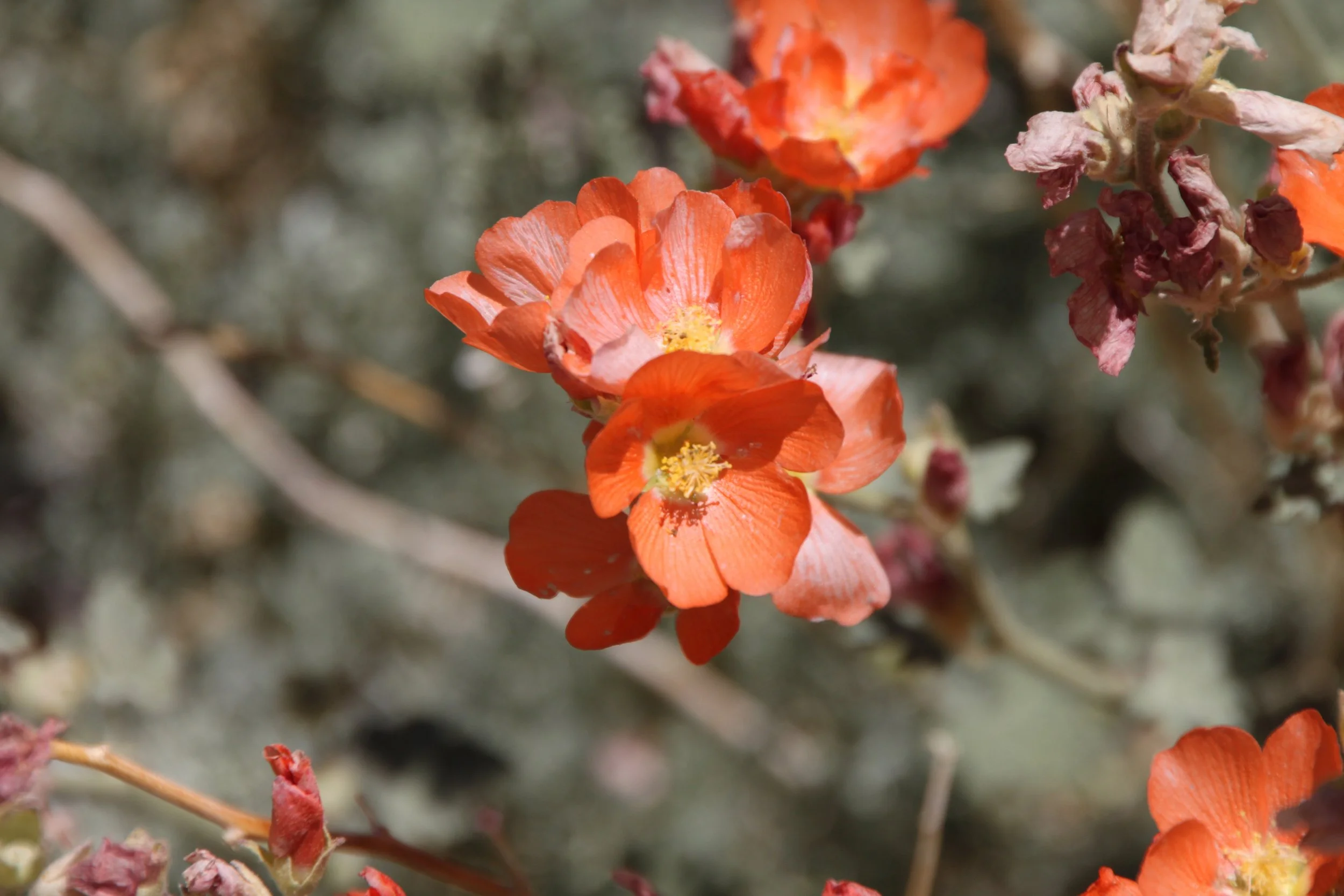 Sphaeralcea ambigua23.jpg