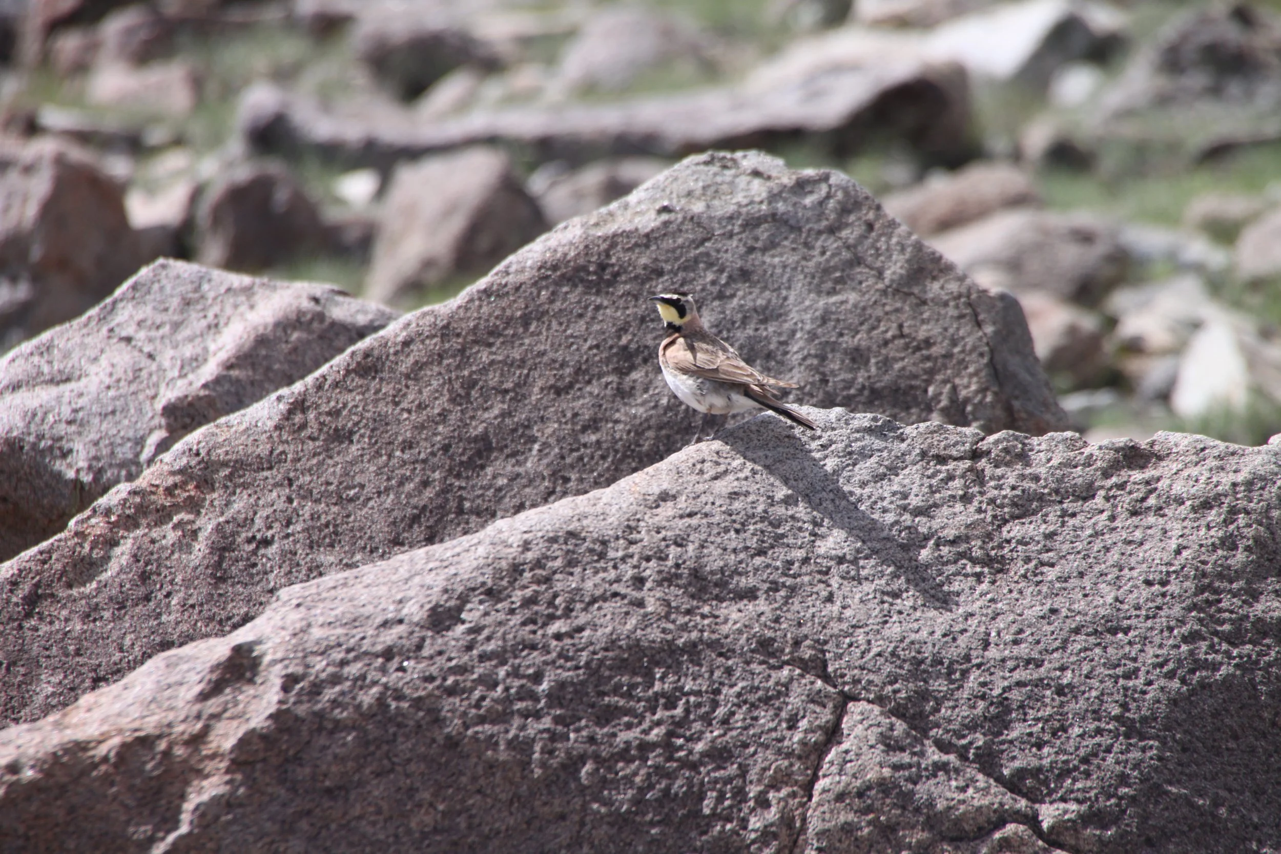 Whites_2010-07 097b.jpg