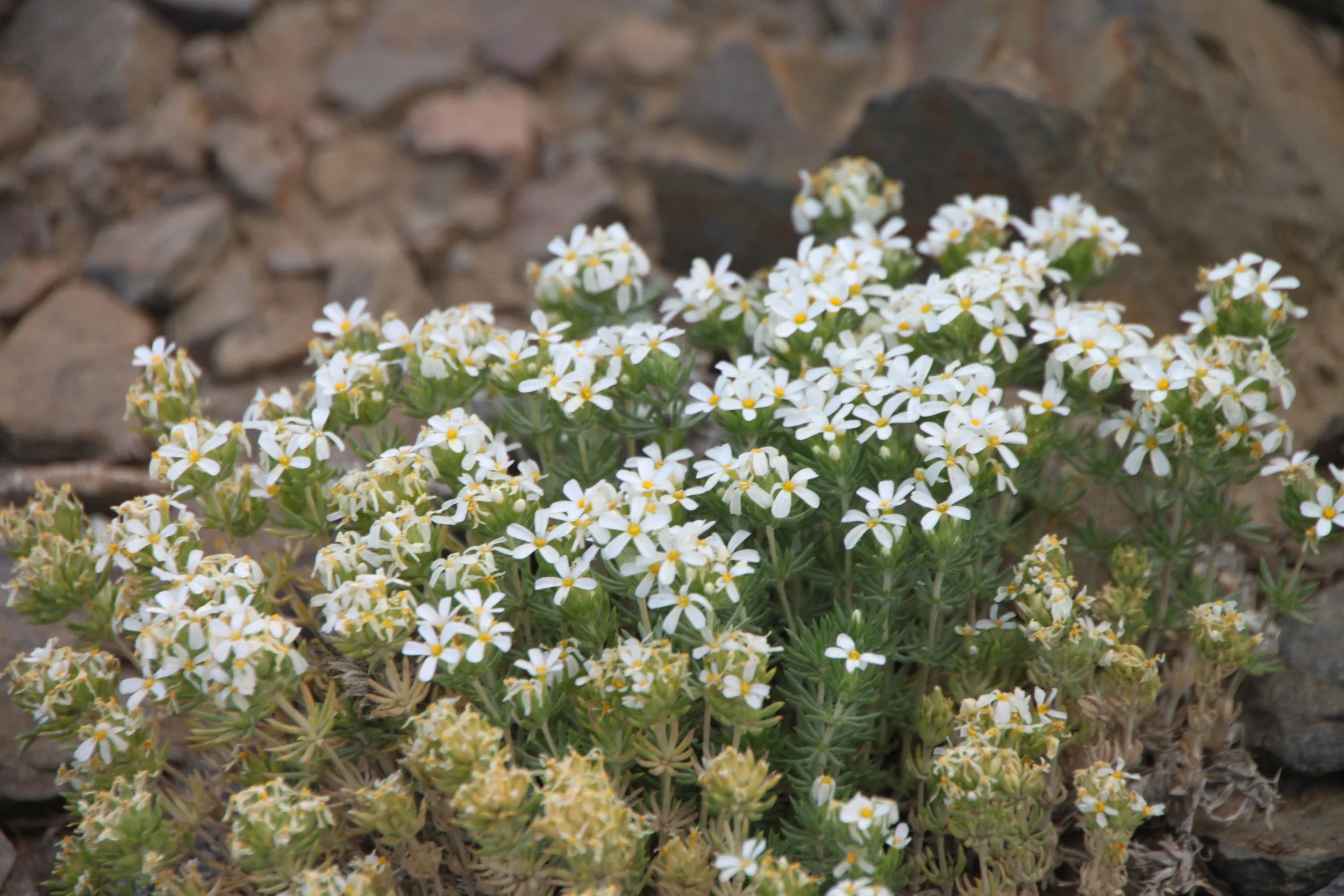 Whites_2010-07(p3) 286.jpg