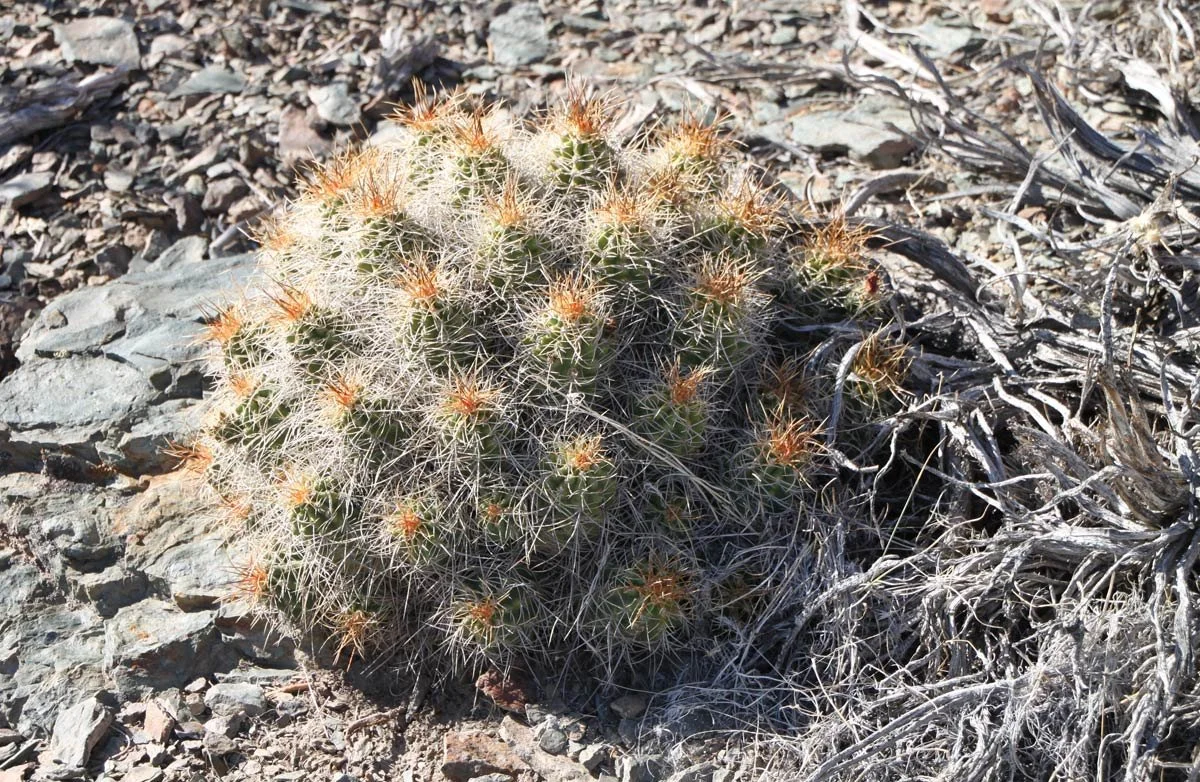 Echinocereus-triglochidiatu.jpg