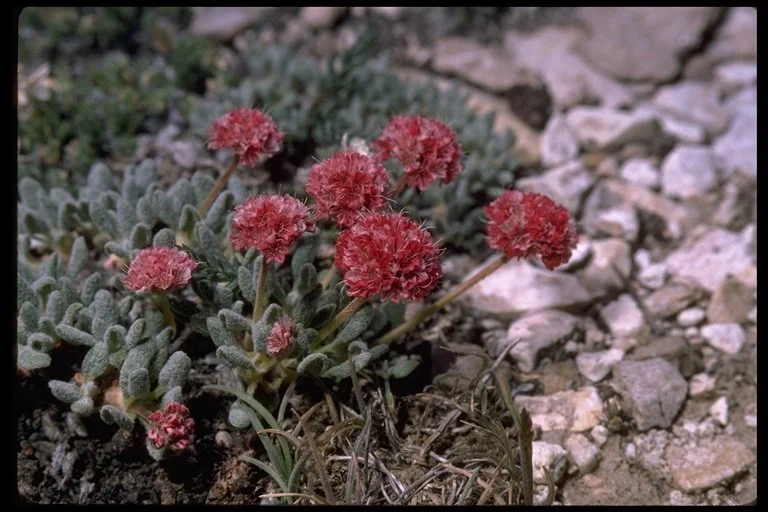 Eriogonum gracilipes- Raspberry Buckwheat.jpeg