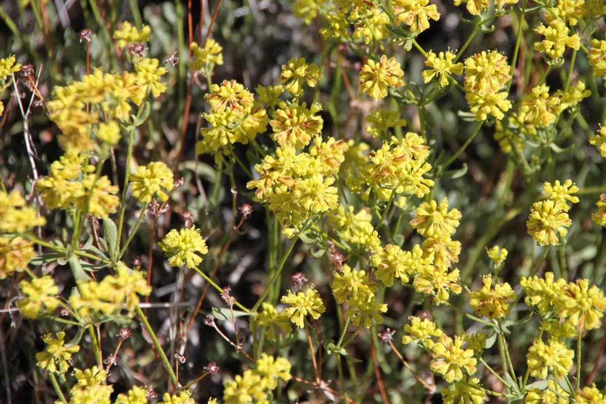 Eriogonum-SP.04.jpg