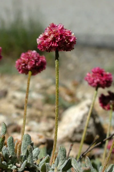 Whites Eriogonum gracilipes1.jpeg