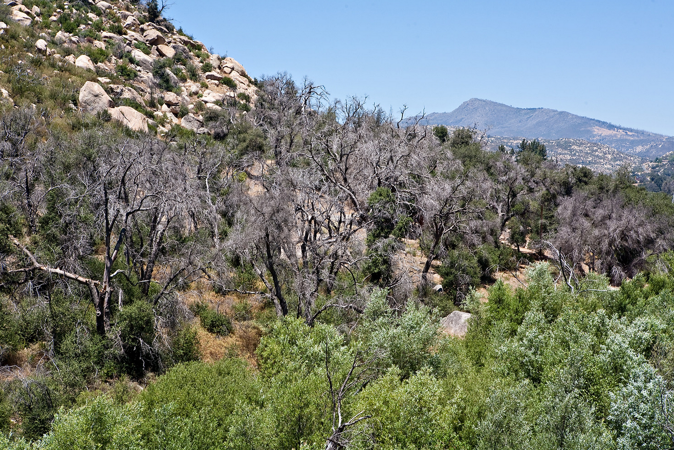 SB GSOB BioBlitz - San Marcos Foothill Preserve