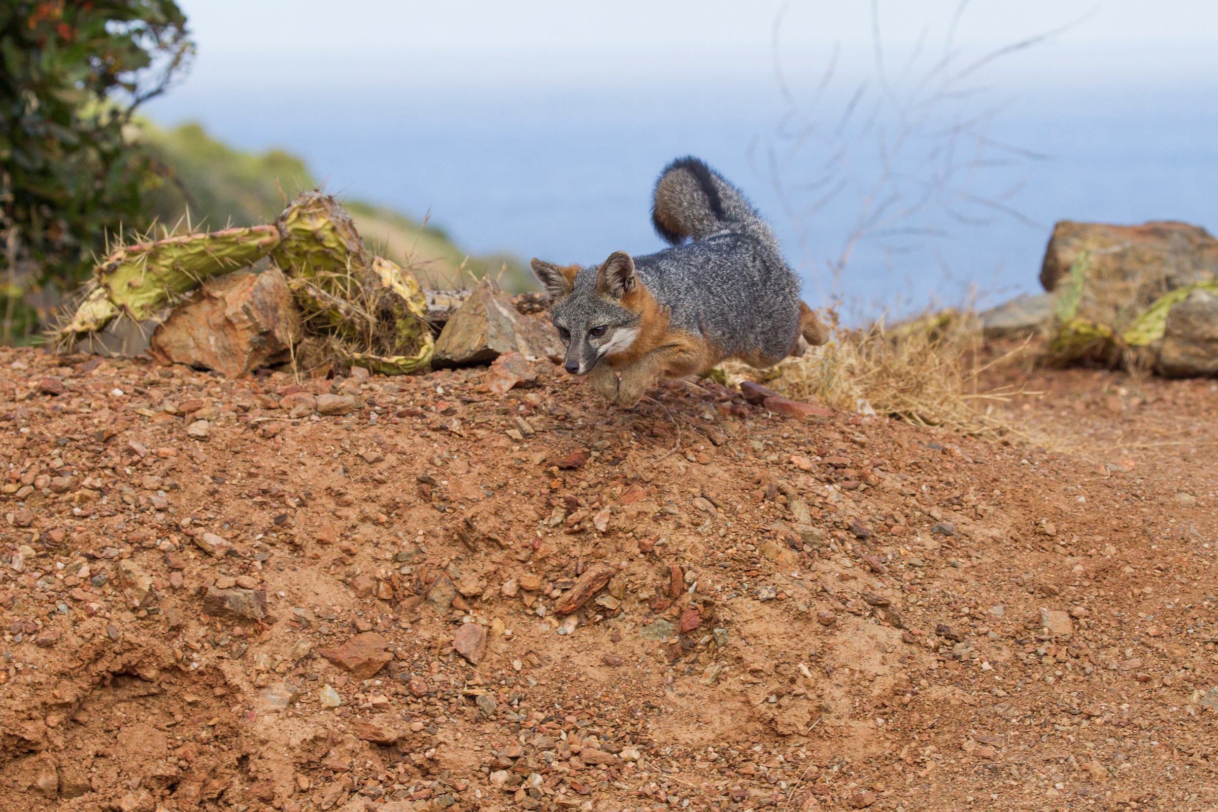 Webinar: From Recovery to Resilience - Ongoing Conservation of the Catalina Island Fox