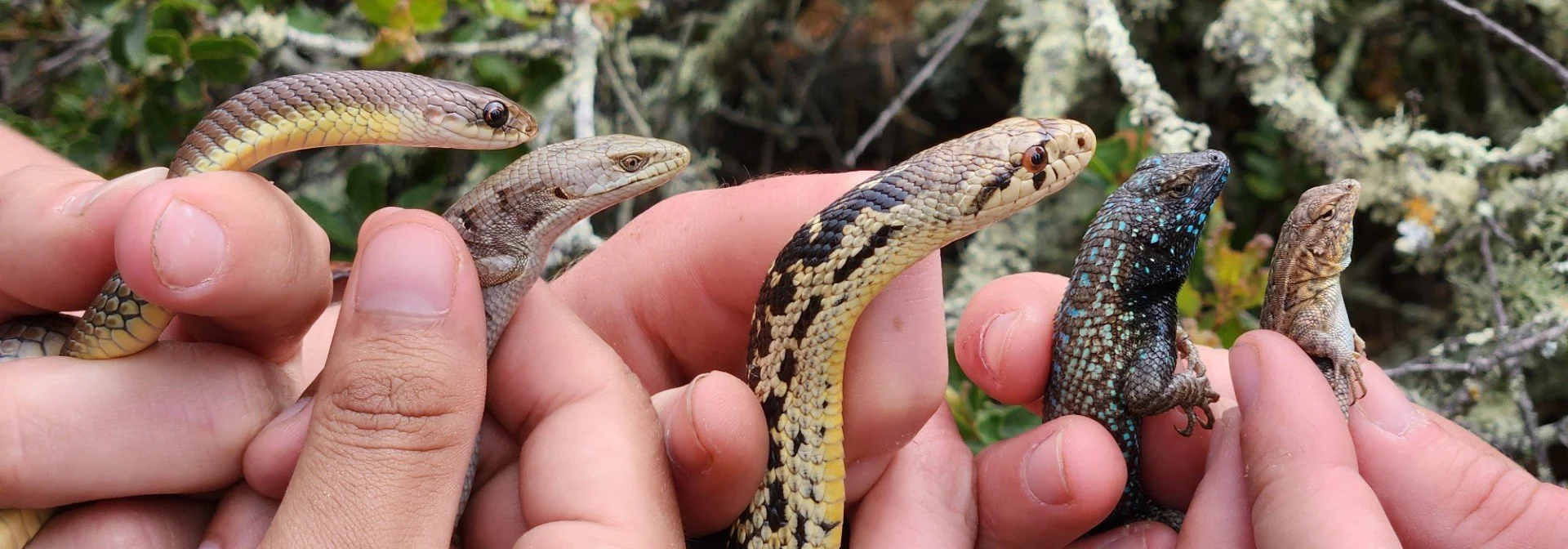 Five Island Lives: Evolutionary Stories of Northern Channel Island Reptiles