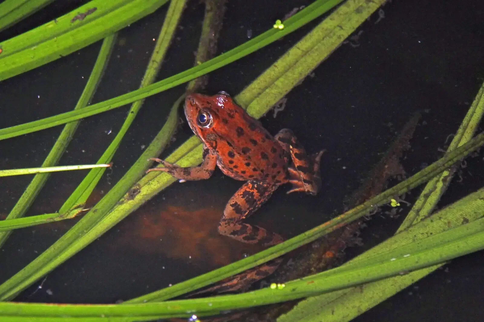 Patterns of Dispersal and Short-term Survivorship in Post-metamorphic California Red-legged Frogs (Rana draytonii)