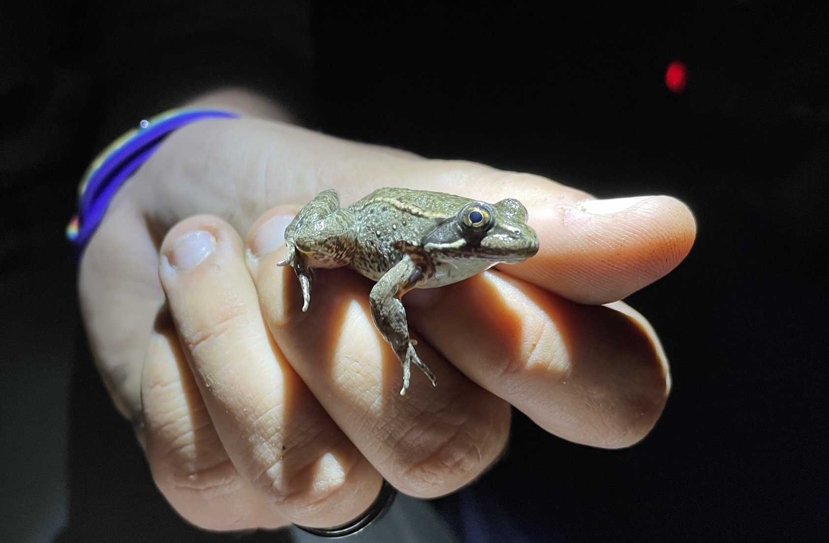 Webinar: Patterns of Dispersal and Short-term Survivorship in California Red-legged Frogs (Rana draytonii)
