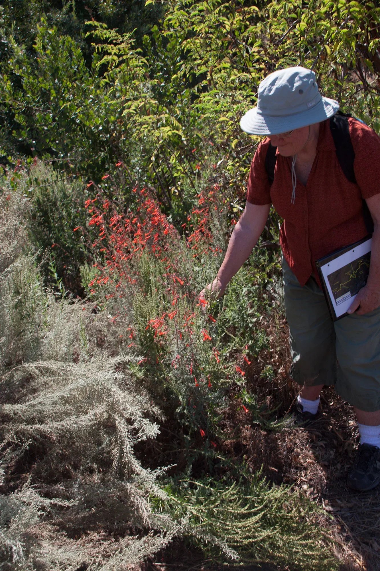 California fuchsia (Epilobium canum)