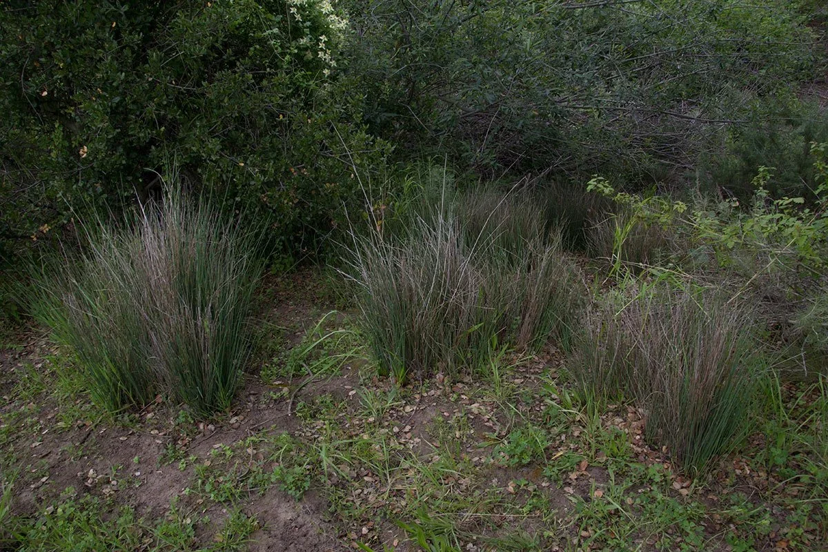 Spreading rush  (Juncus patens)