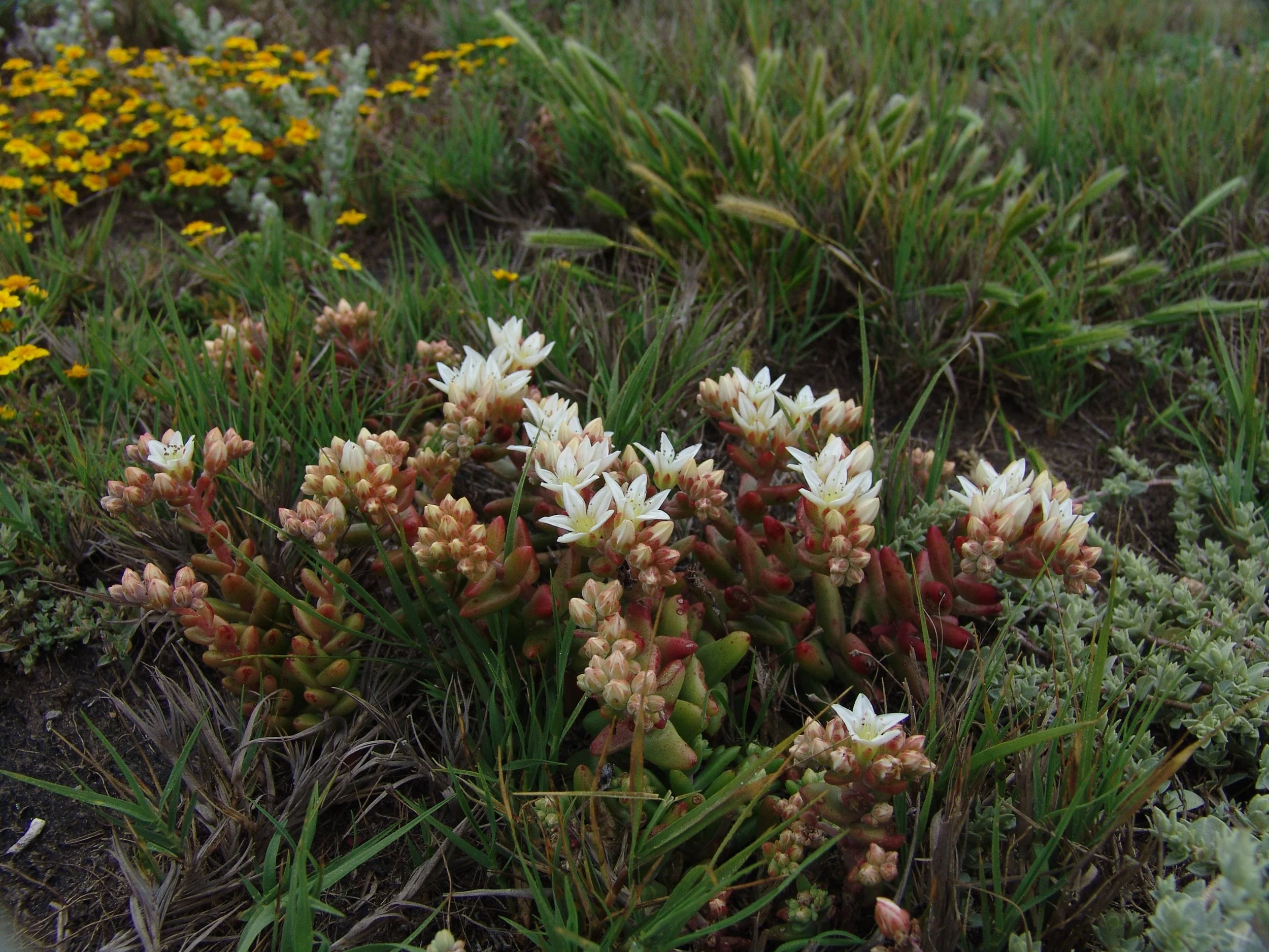 Santa Cruz Island Live-forever (Dudleya nesiotica)