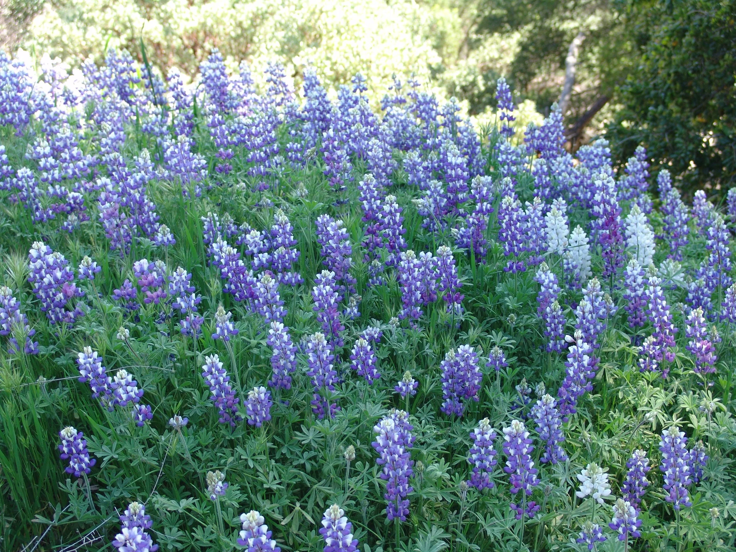 Lupinus nanus