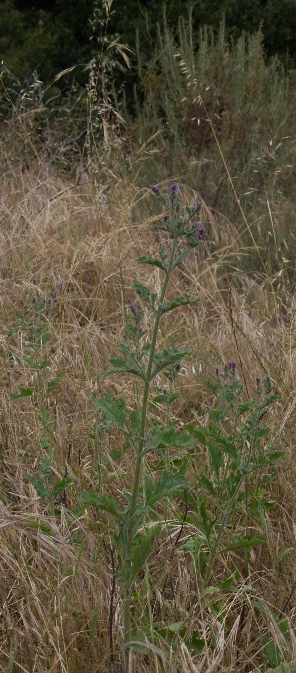 Western Vervain (Verbena lasiostachys var. lasiostachys)