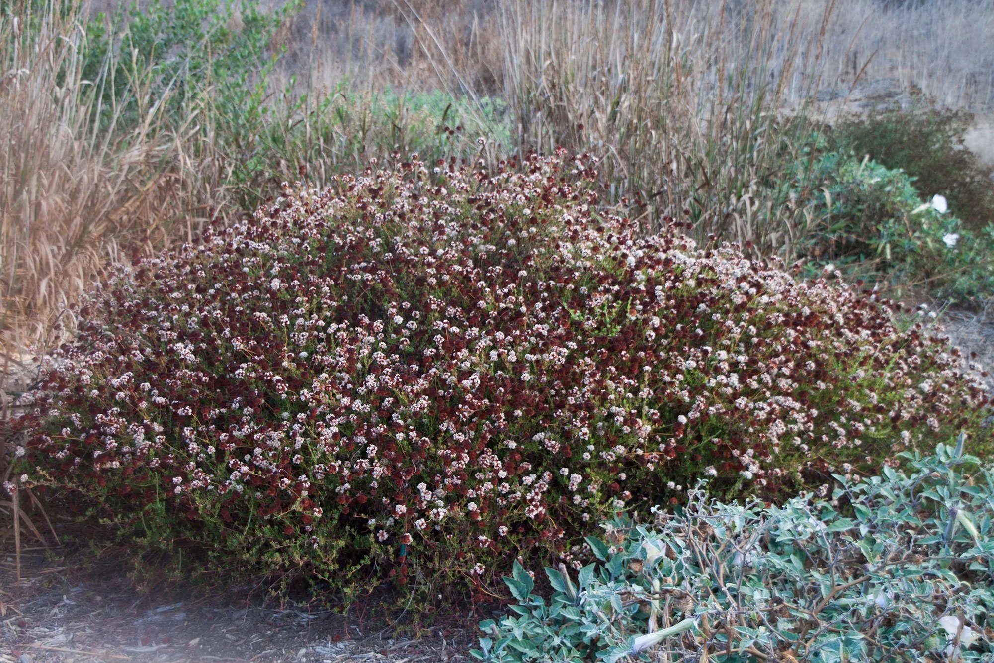 California buckwheat (Eriogonum fasciculatum var. foliolosum)
