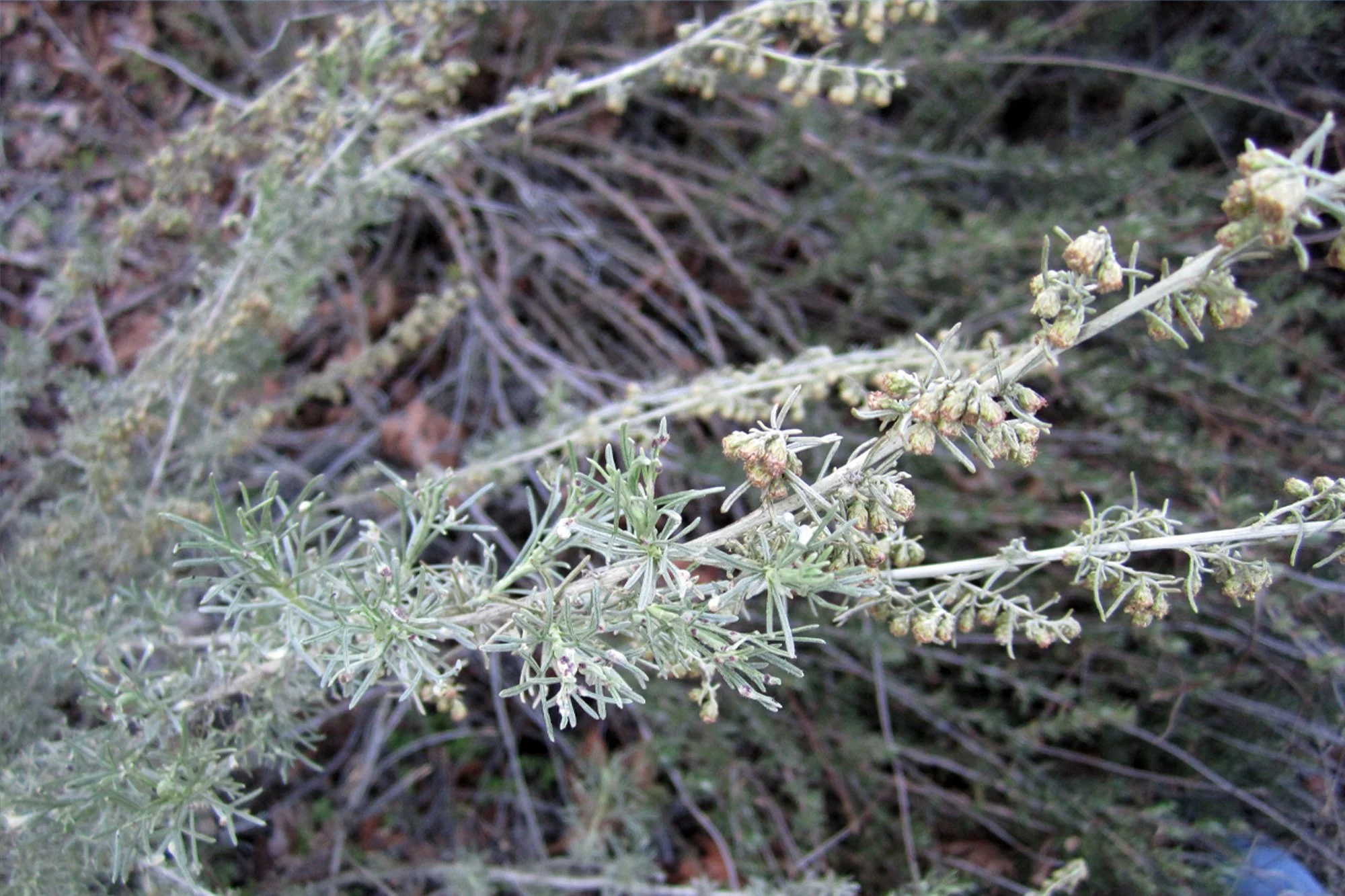 Coastal sagebrush - (Artemisia californica)