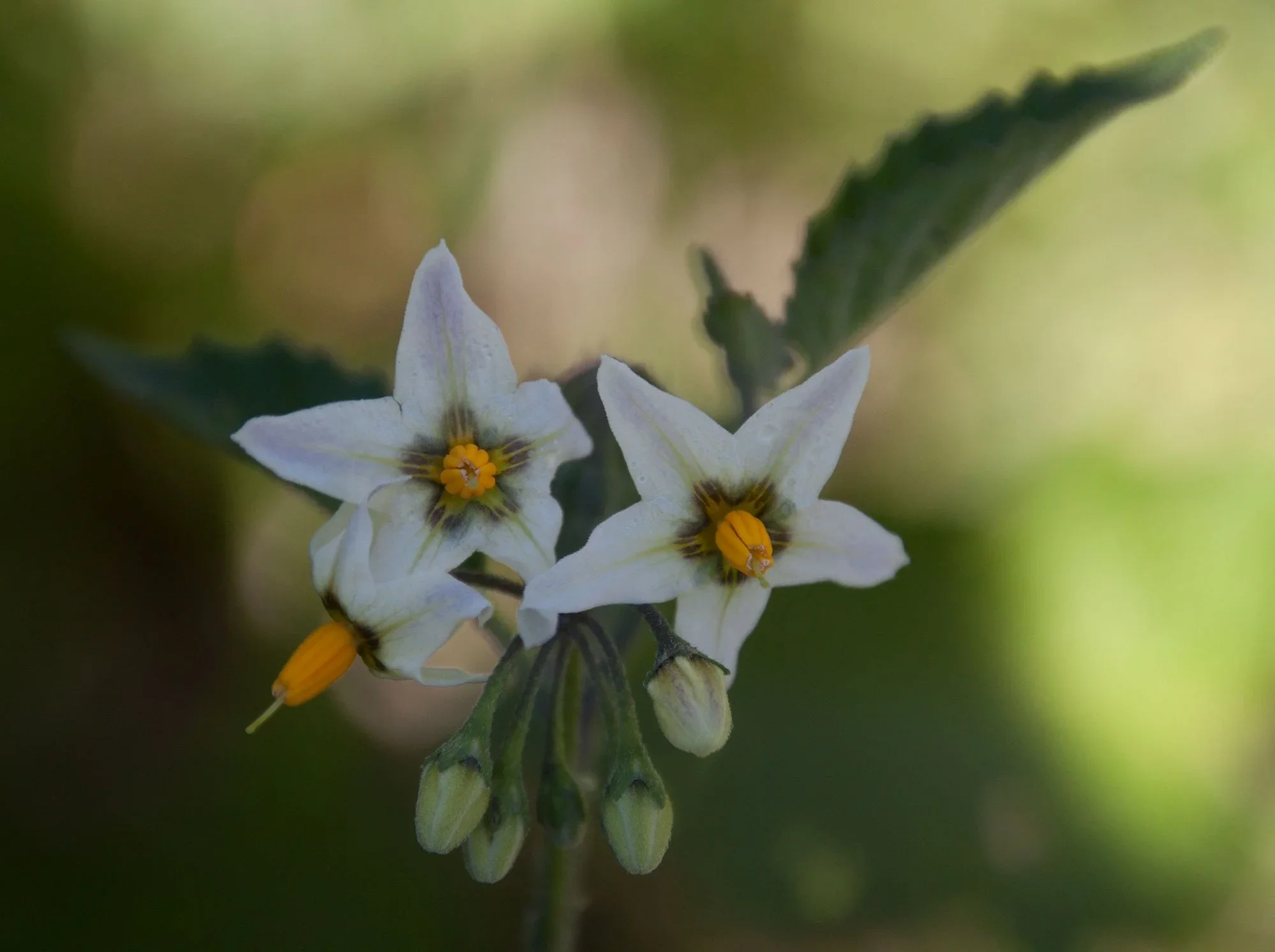 Solanum-douglasii(winter)-02.webp