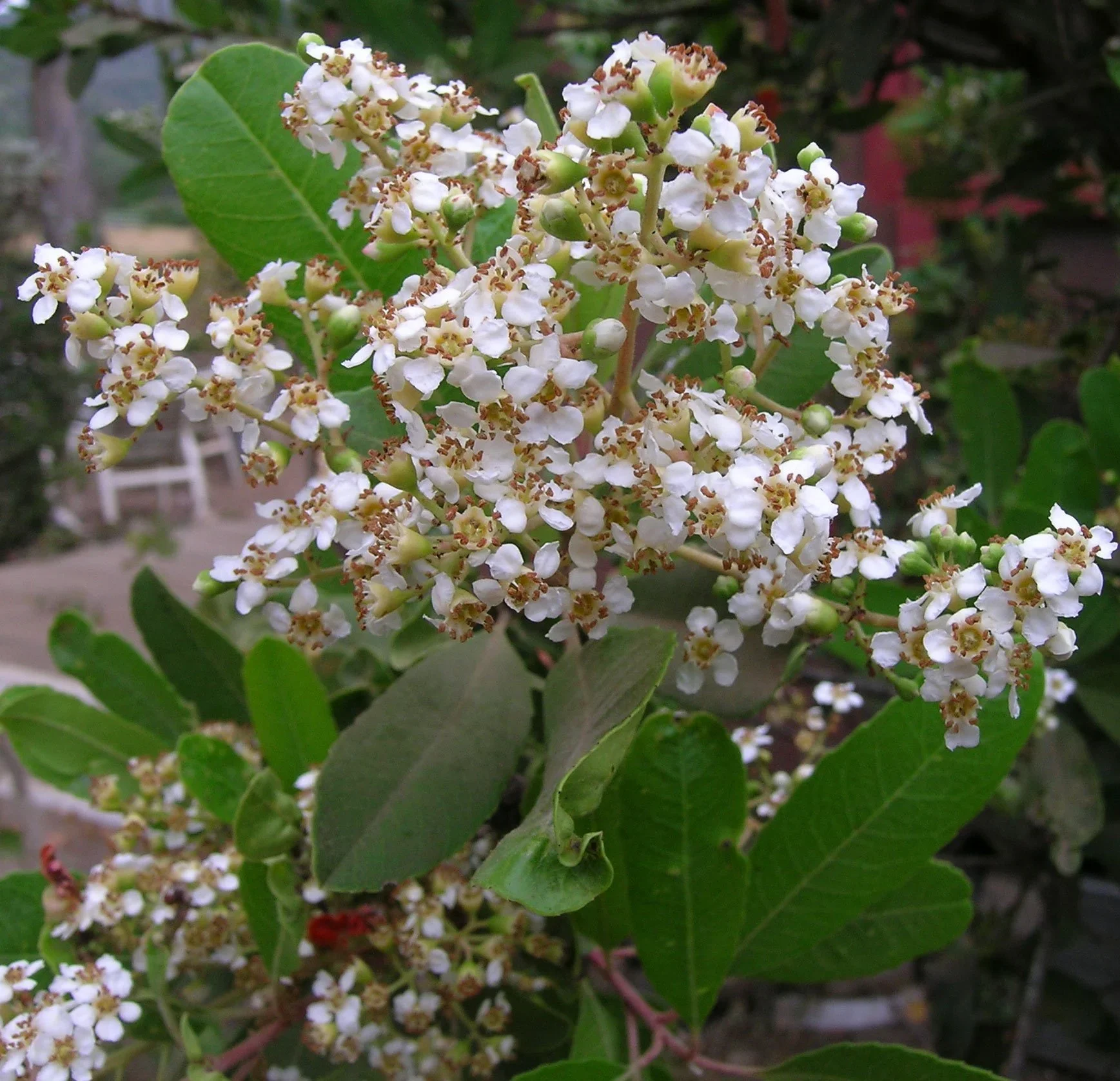 Toyon (Heteromeles arbutifolia)