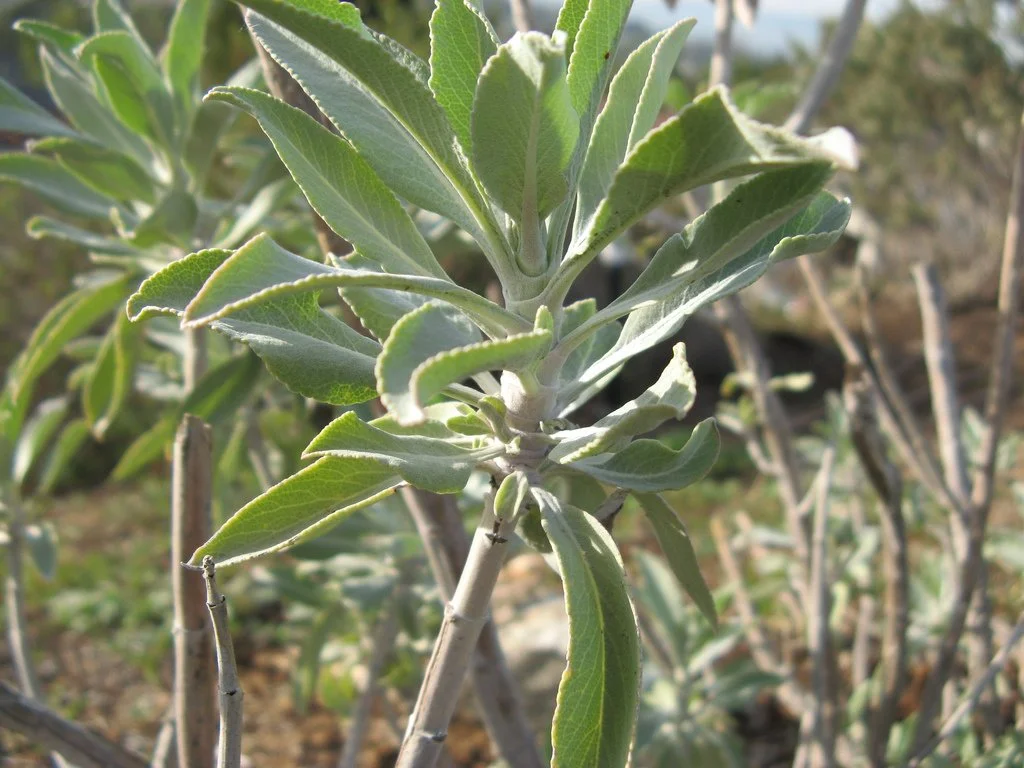 White sage (Salvia apiana)