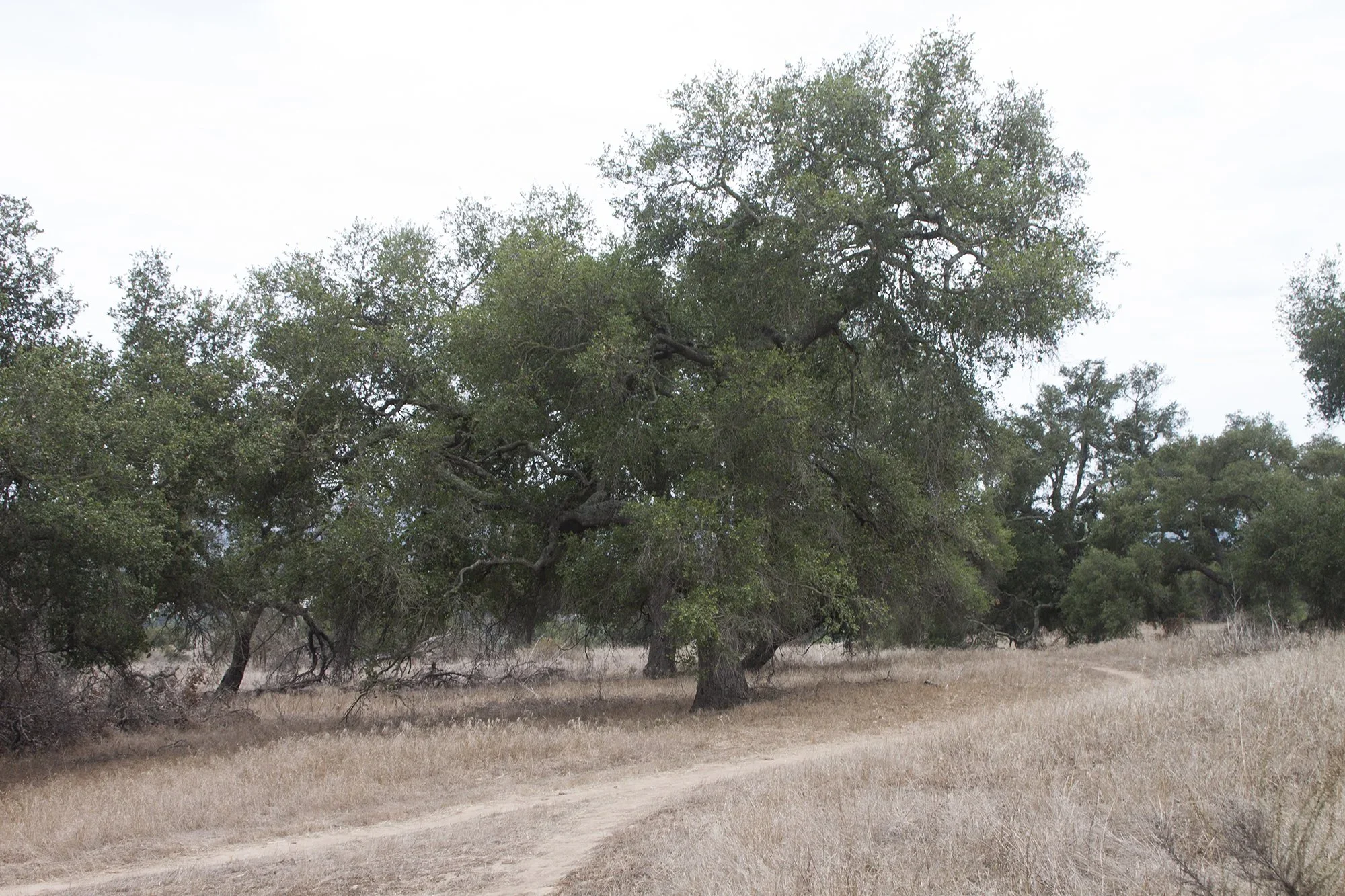 Coast live oak (Quercus agrifolia var. agrifolia)