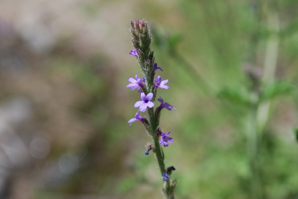 Western Vervain (Verbena lasiostachys var. lasiostachys)