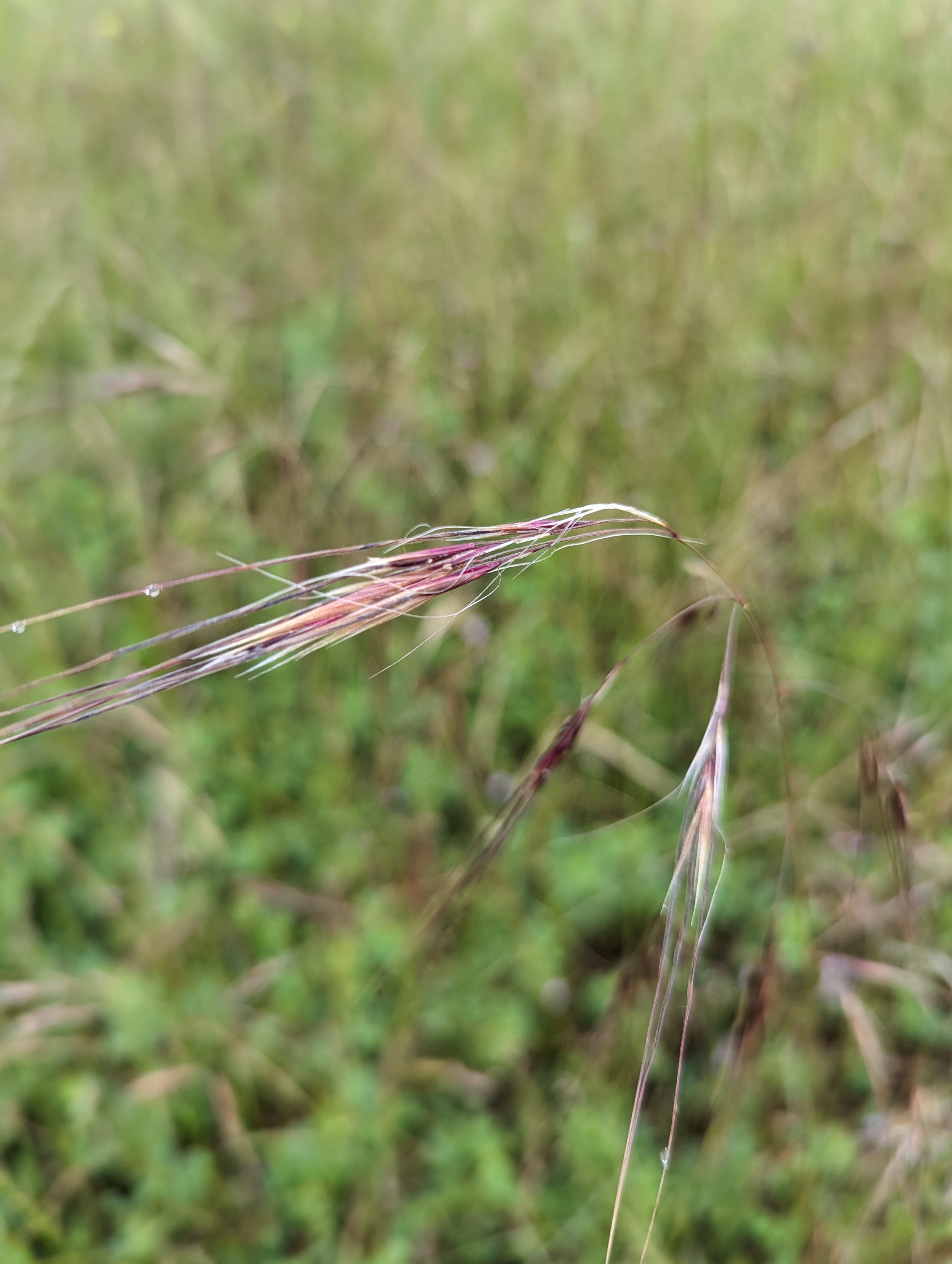 Purple-needlegrass (Stipa pulchra)