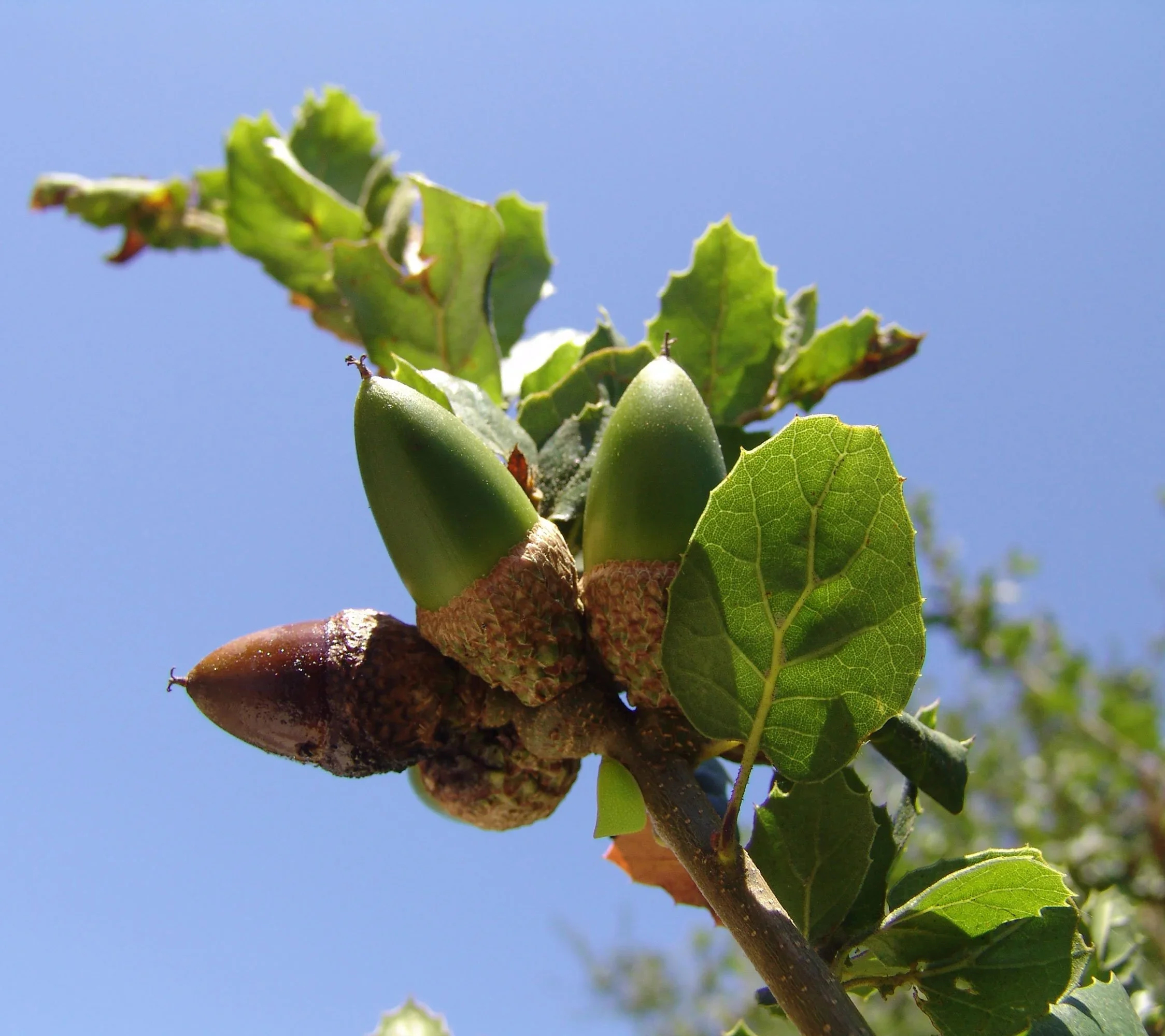 Coast live oak  (Quercus agrifolia var. agrifolia)