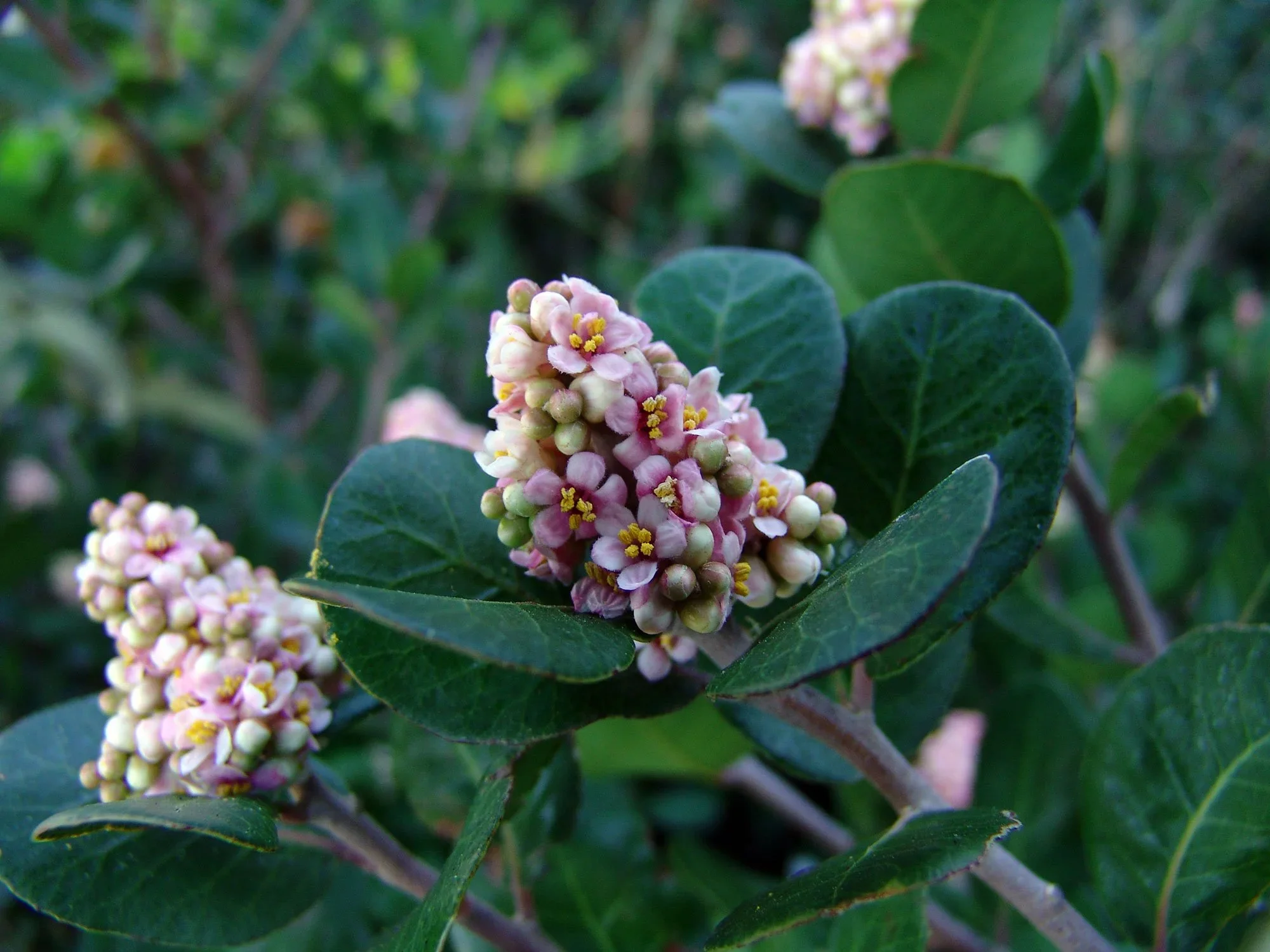 Lemonade berry (Rhus integrifolia)