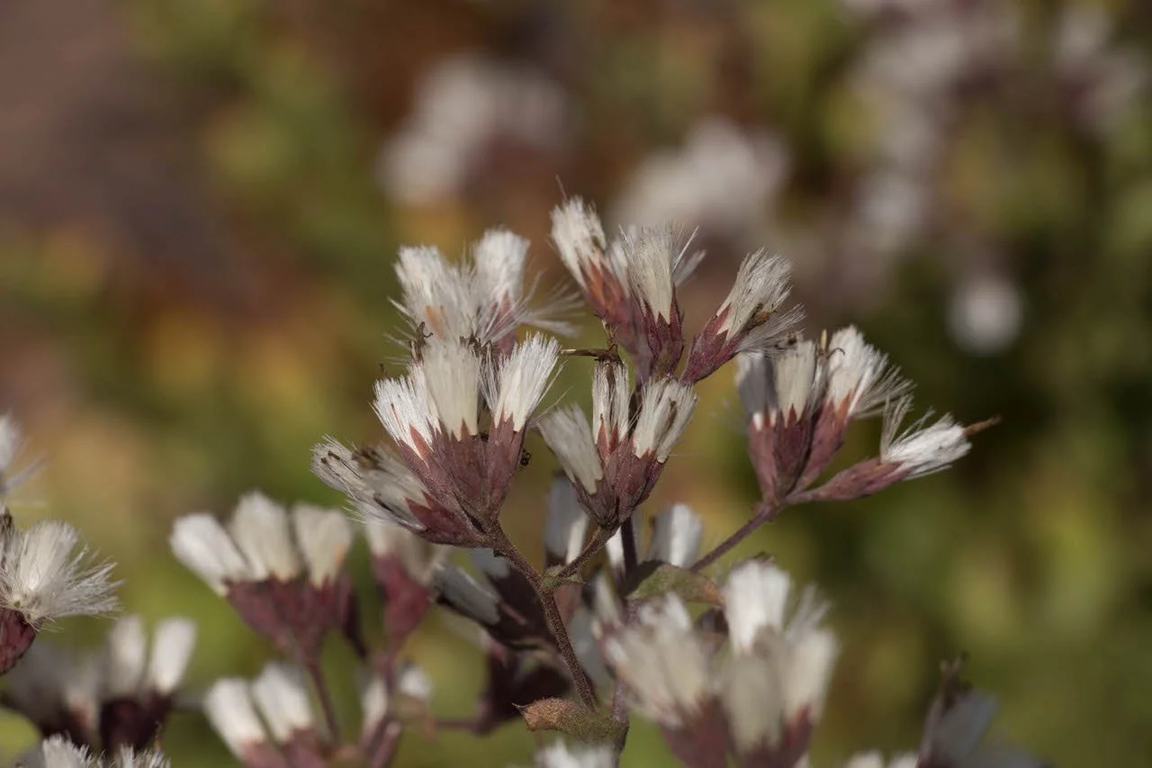 Sacapellote - Acourtia microcephala