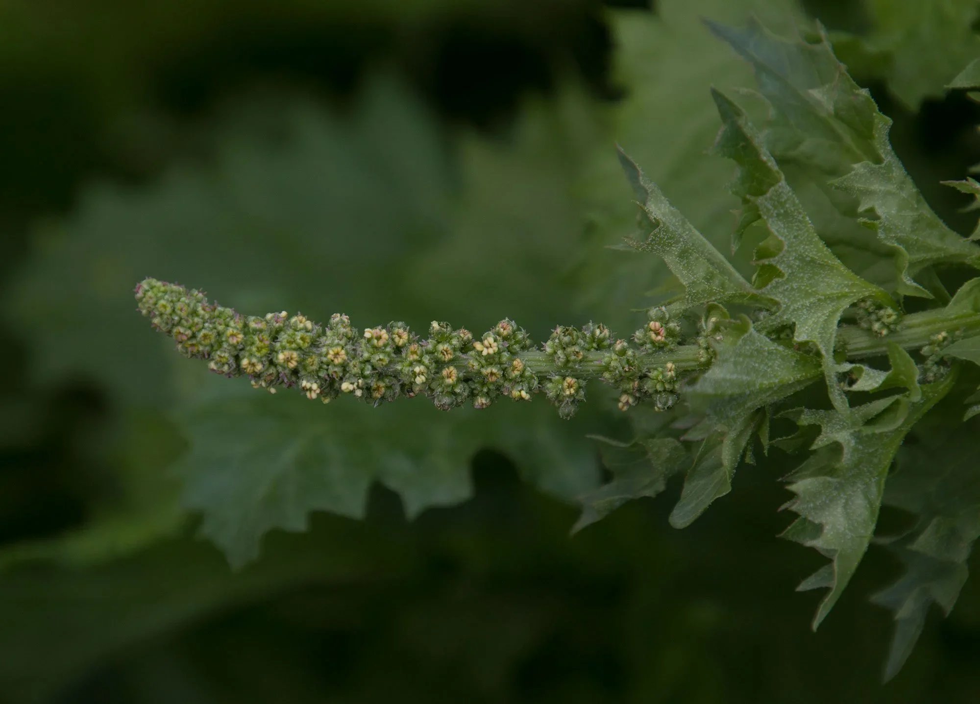 Soap plant (Chenopodium californicum)