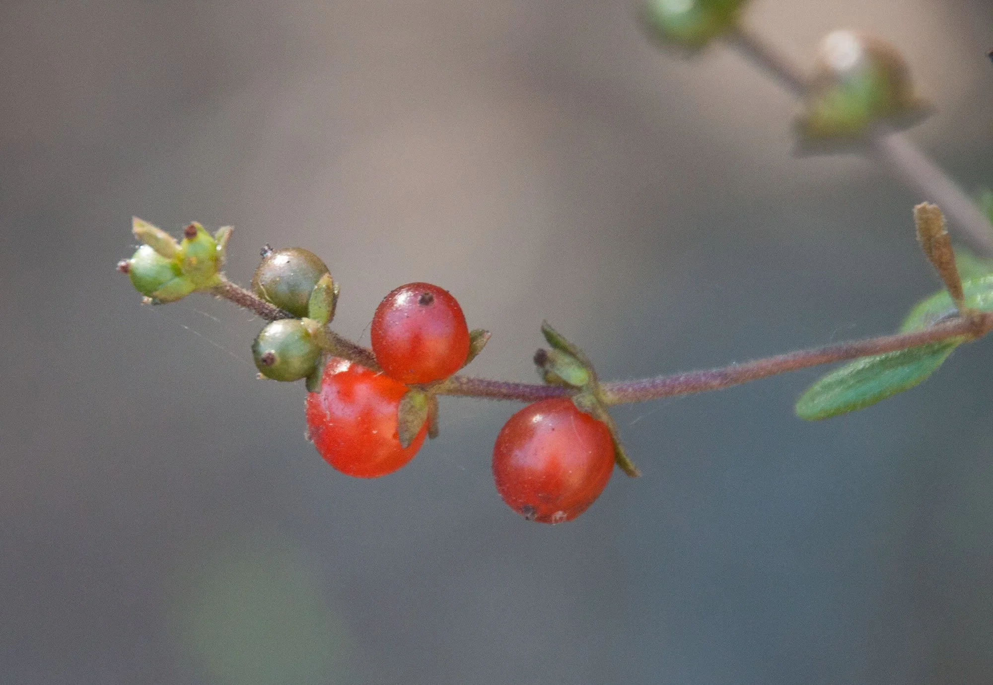 Santa Barbara honeysuckle  (Lonicera subspicata var. subspicata)