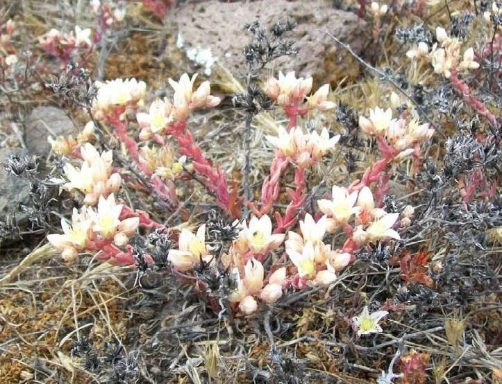 Santa Cruz Island Live-forever</p>  Channel Islands Restoration
