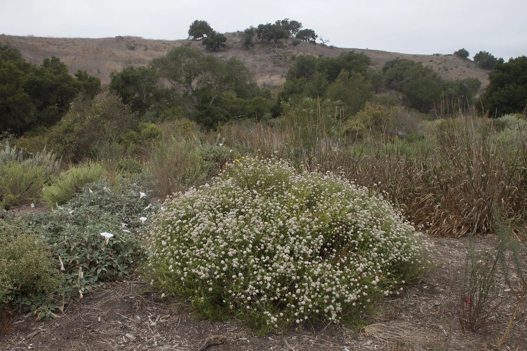 California buckwheat (Eriogonum fasciculatum var. foliolosum)