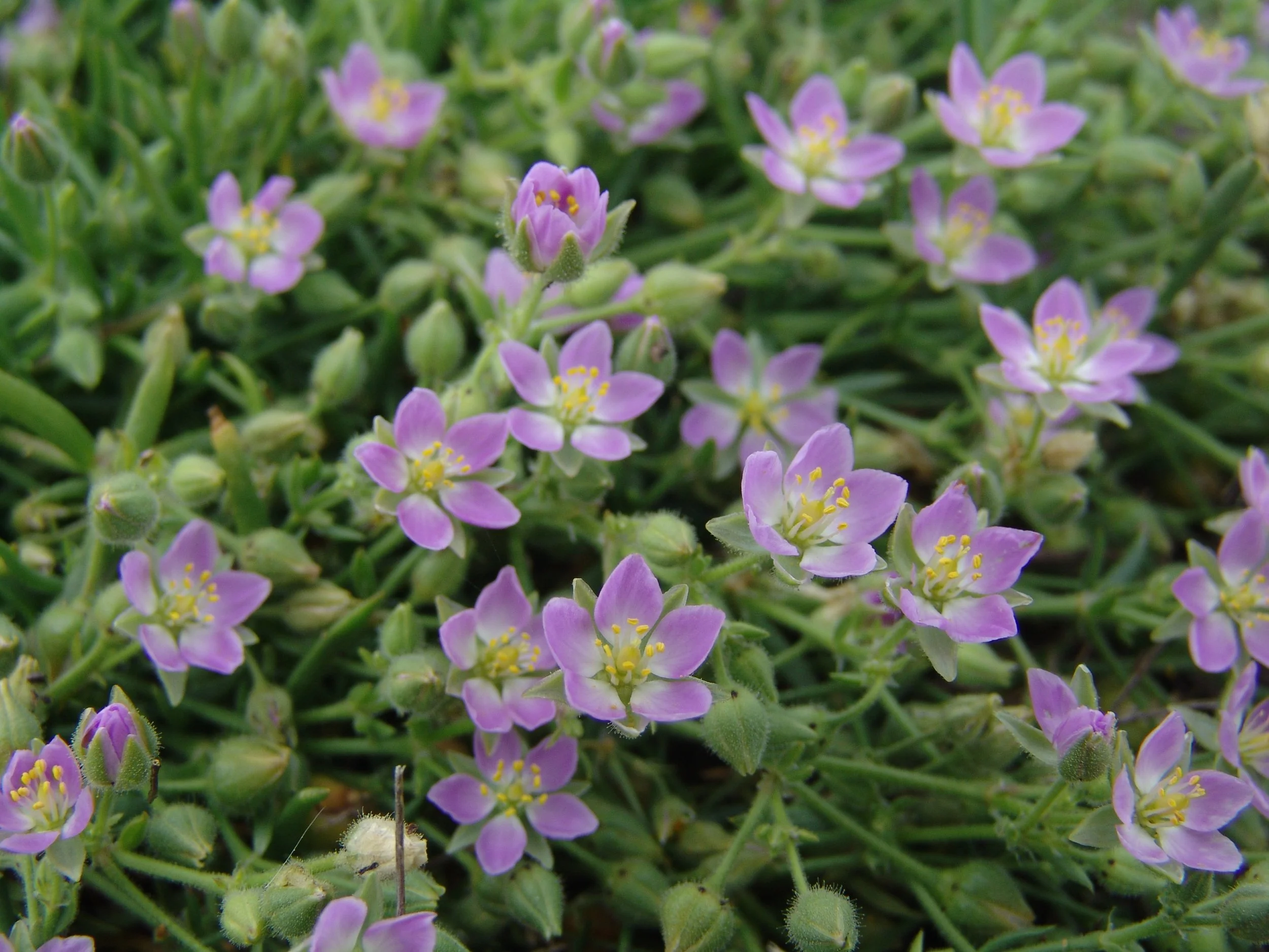 Sticky sand spurry (Spergularia macrotheca)