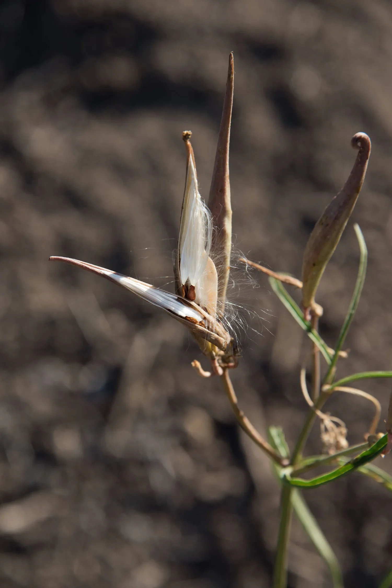 Narrow-leaved milkweed  (Asclepias fascicularis)