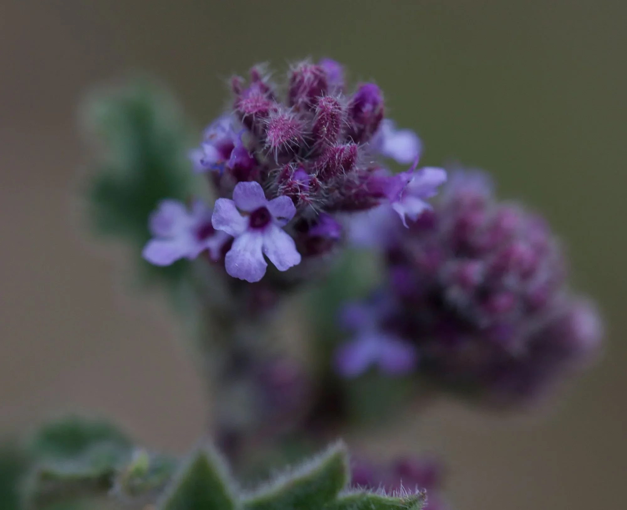 Western Vervain (Verbena lasiostachys var. lasiostachys)