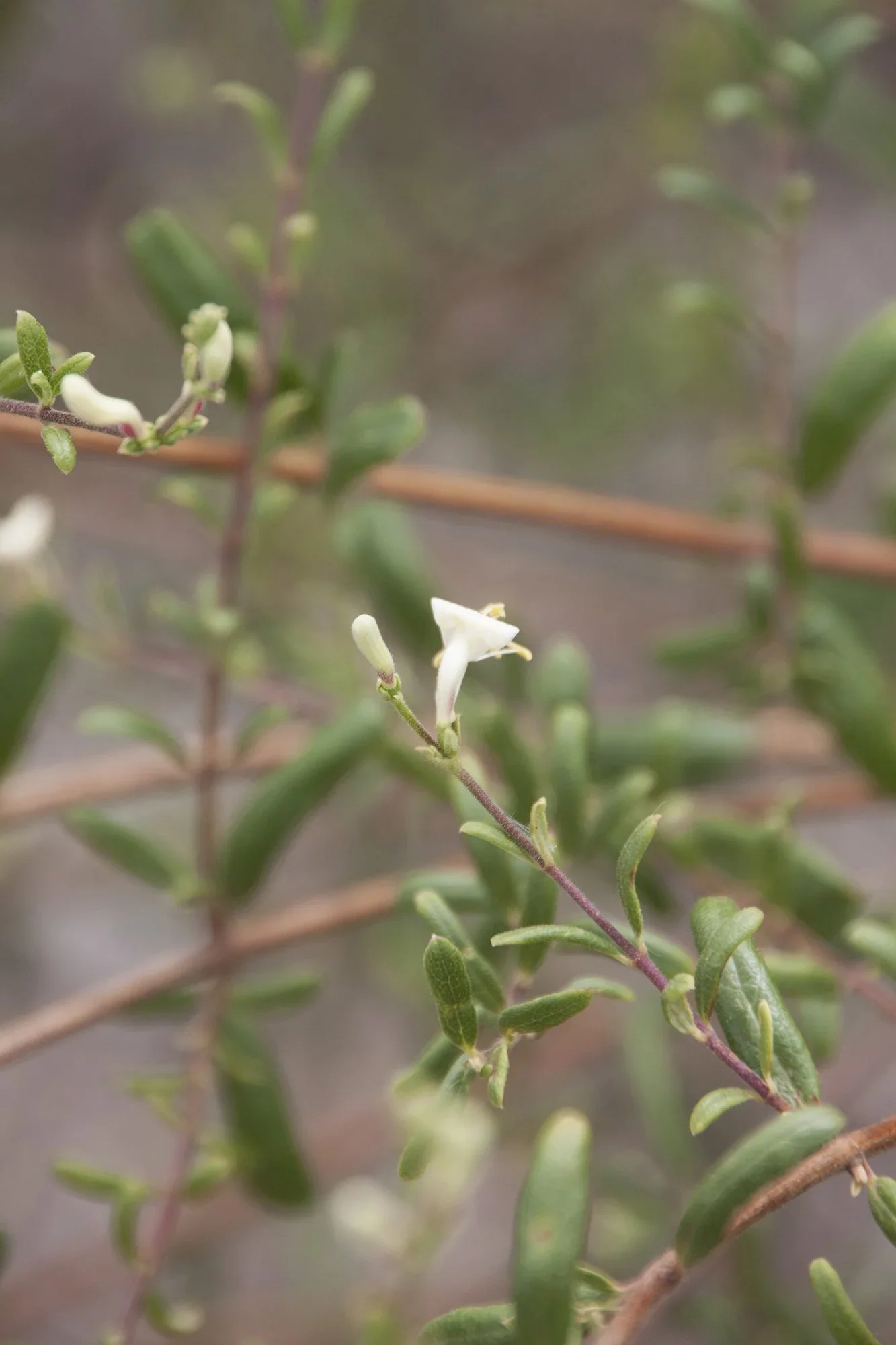 Santa Barbara honeysuckle  (Lonicera subspicata var. subspicata)