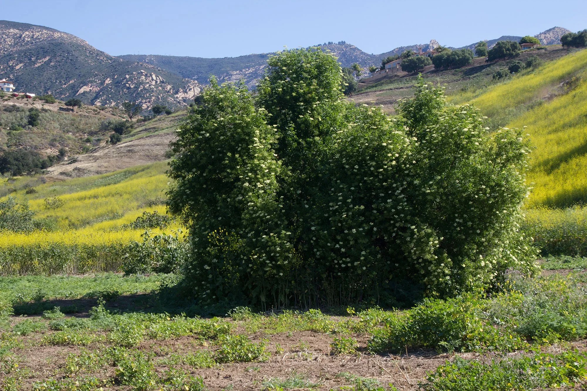 Blue elderberry (Sambucus nigra ssp. caerulea)