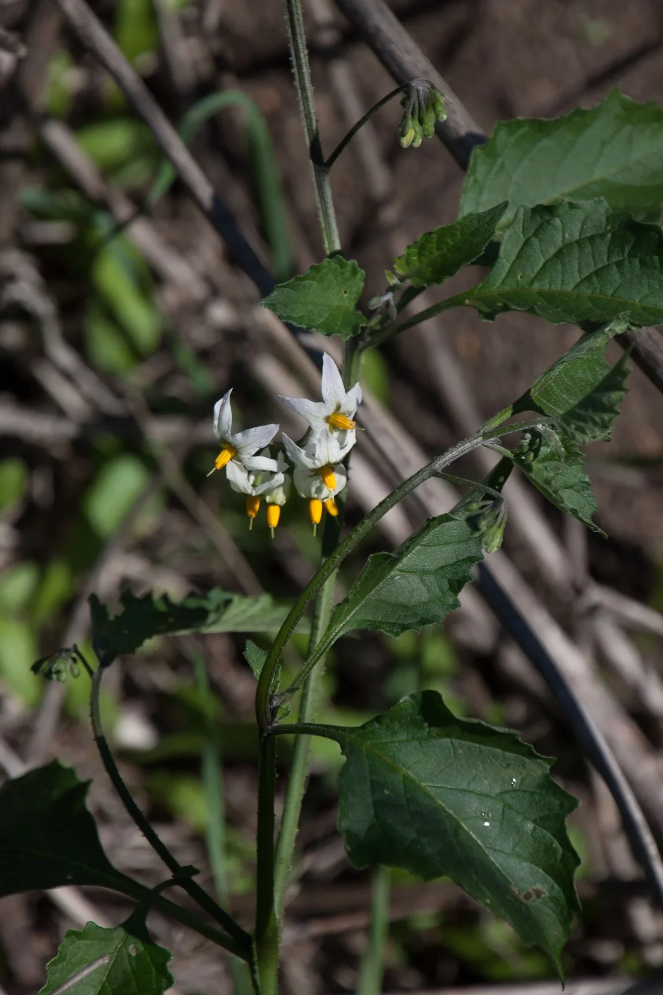 Douglas’ nightshade (Solanum douglasii)