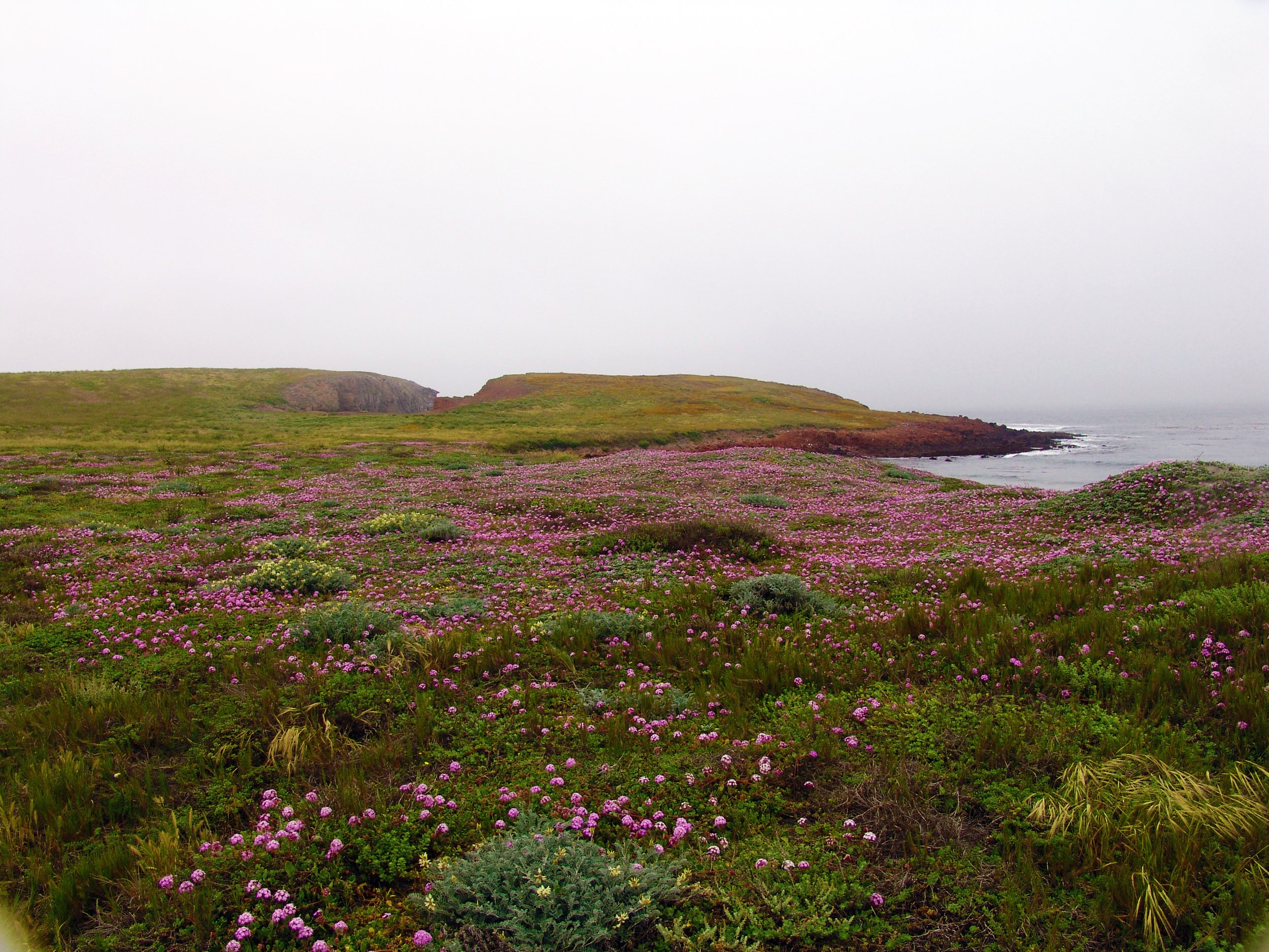 Mix of plants dominated by beach sand-verbena (Abronia umbellata)