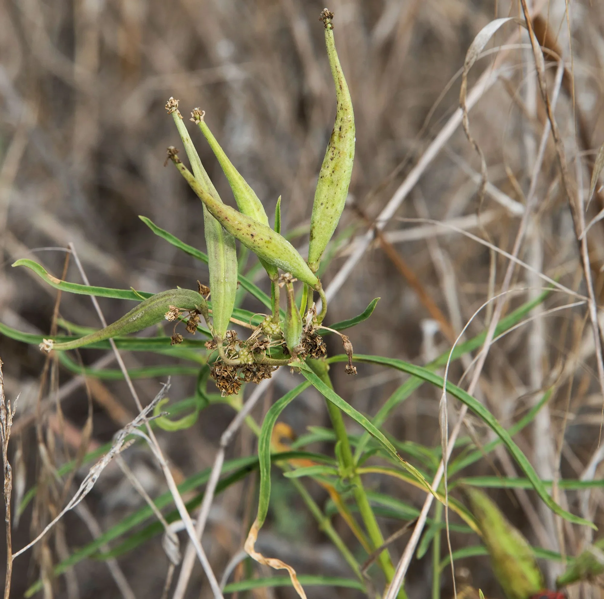 Narrow-leaved milkweed  (Asclepias fascicularis)