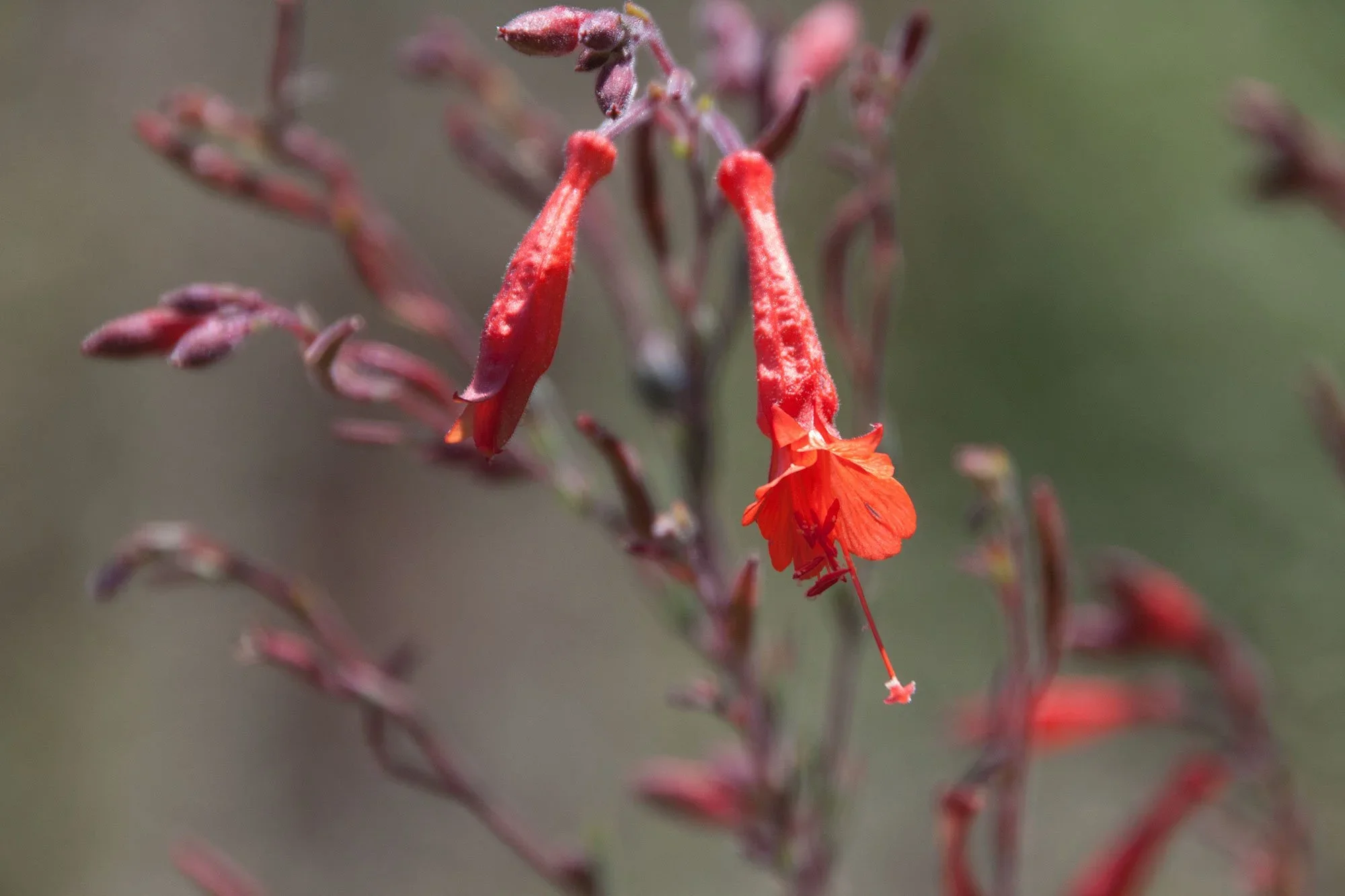 California fuchsia (Epilobium canum)
