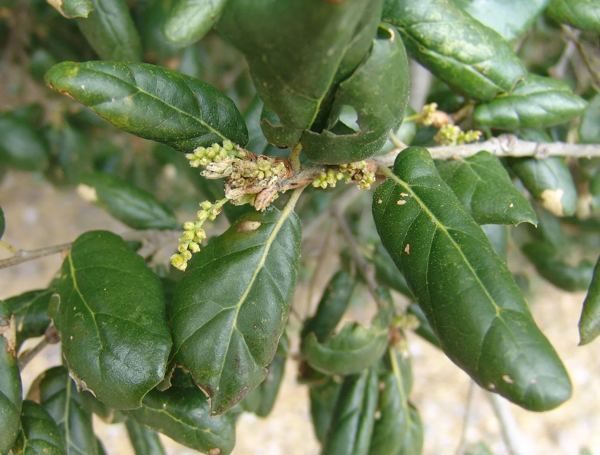 Coast live oak (Quercus agrifolia var. agrifolia)