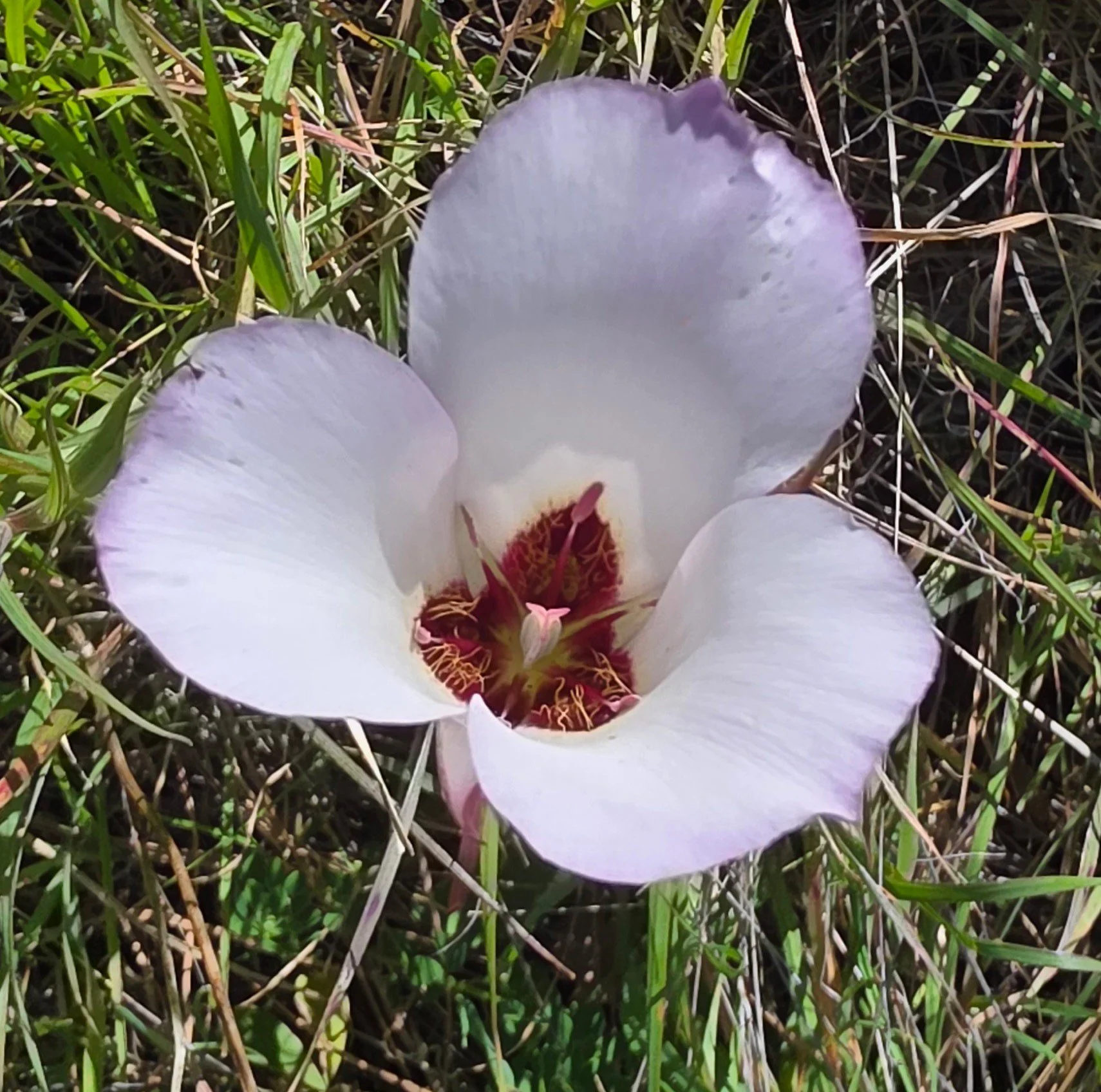 Catalina Mariposa Lily (Calochortus catalinae)