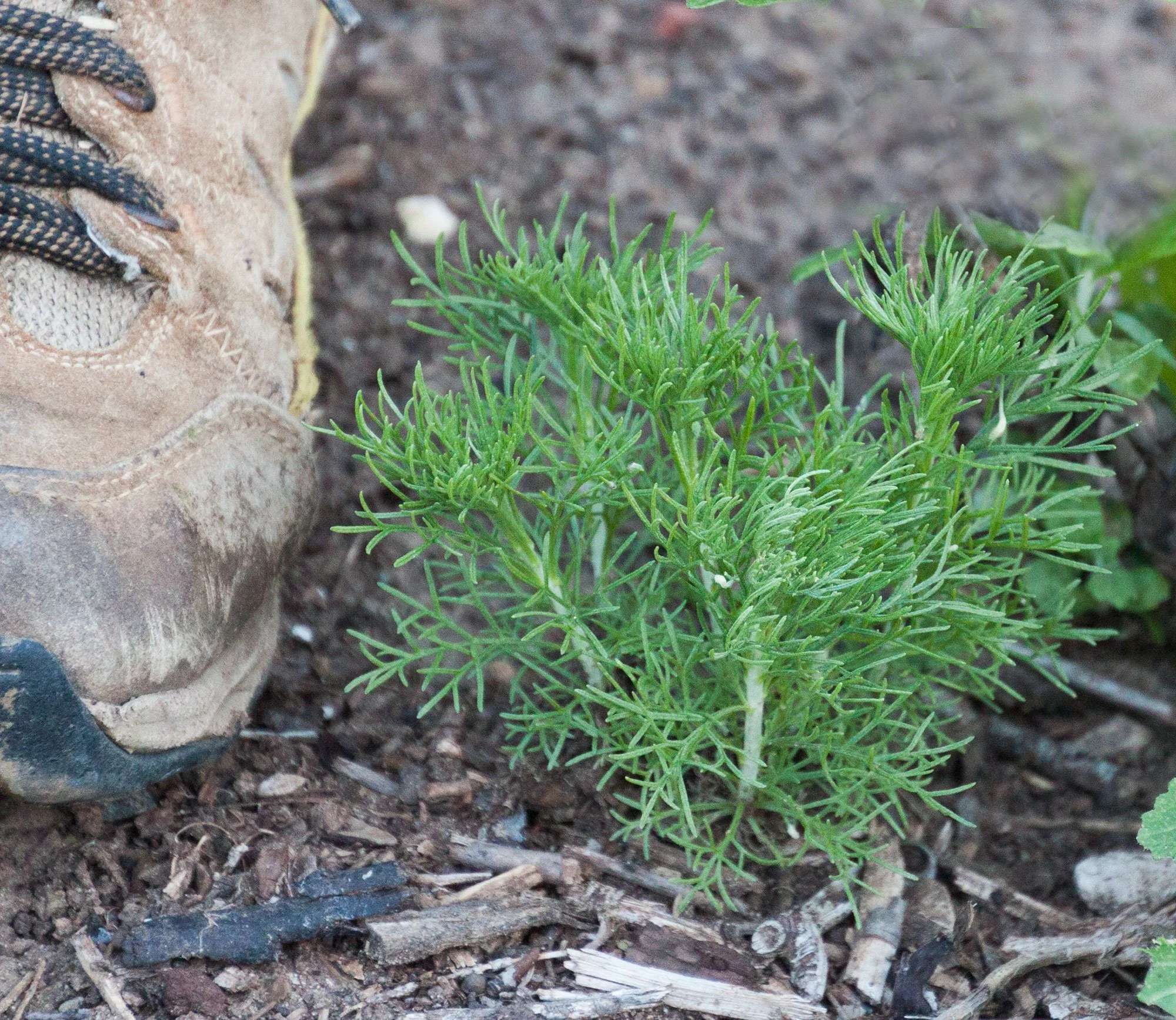Coastal sagebrush - (Artemisia californica)