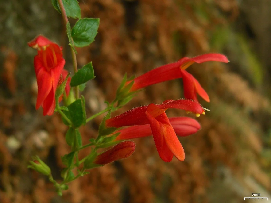 Heartleaf penstemon (Keckiella cordifolia)