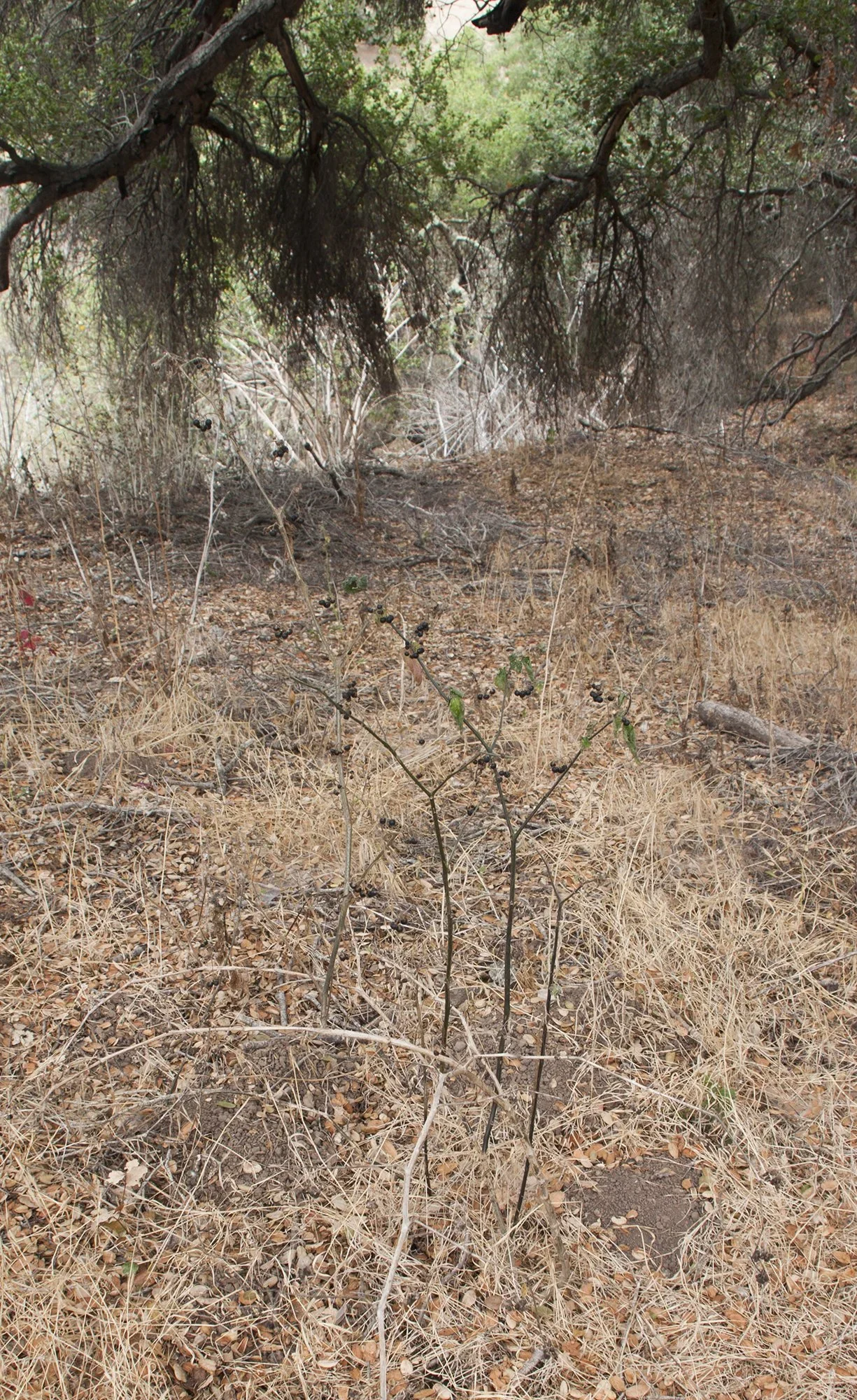 Douglas’ nightshade (Solanum douglasii)