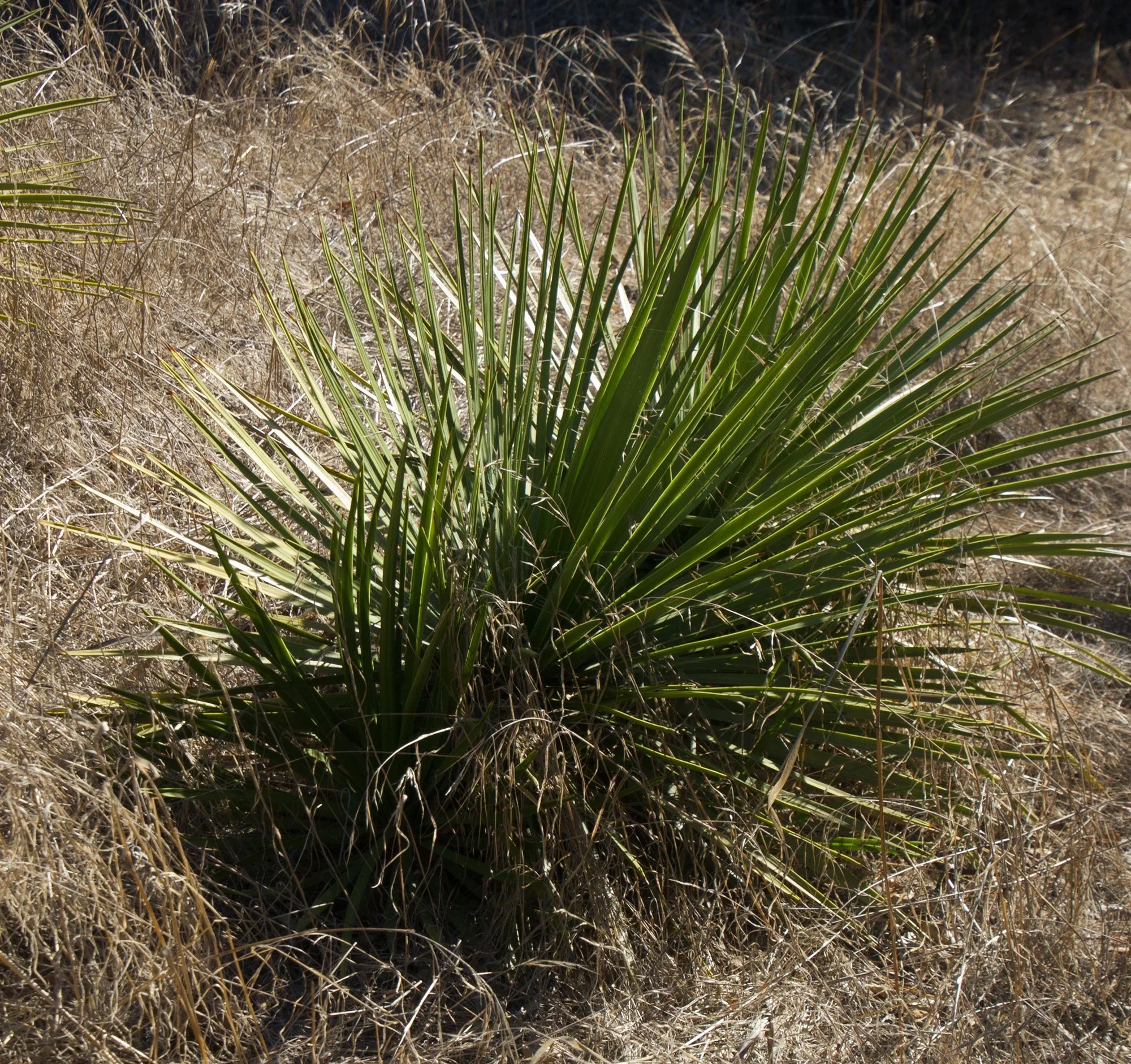 Chaparral Yucca (Hesperoyucca whipplei)