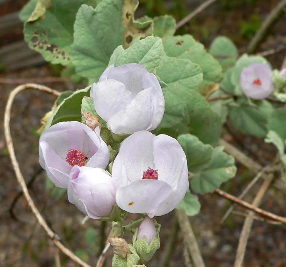 Chaparral mallow  (Malacothamnus fasciculatus var. nuttallii)