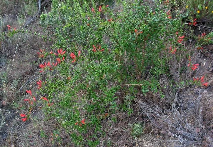 Heartleaf penstemon (Keckiella cordifolia)
